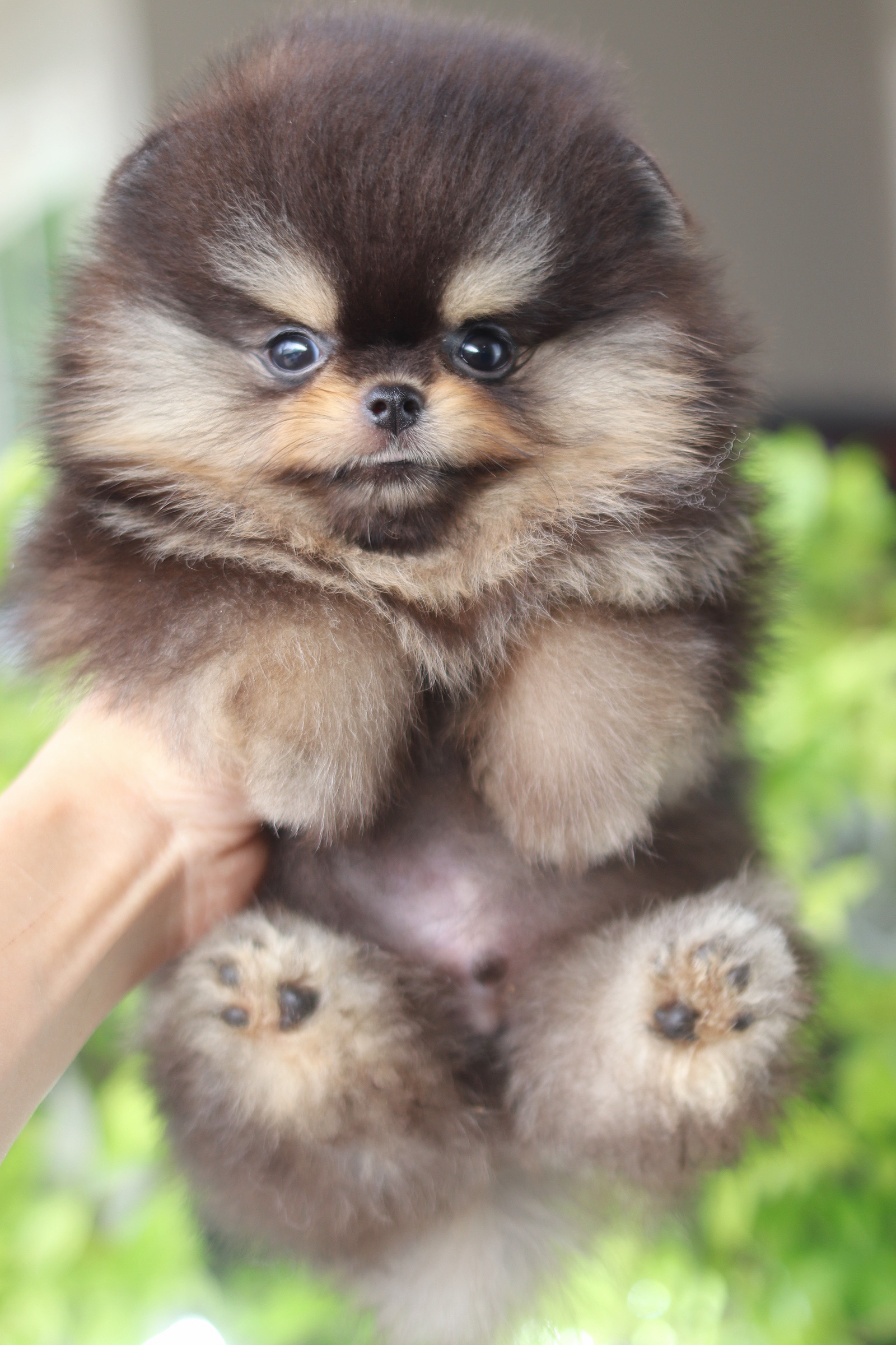 ปอมเมอเรเนียน เพศผู้ แบล็คแทนเกรดโชว์