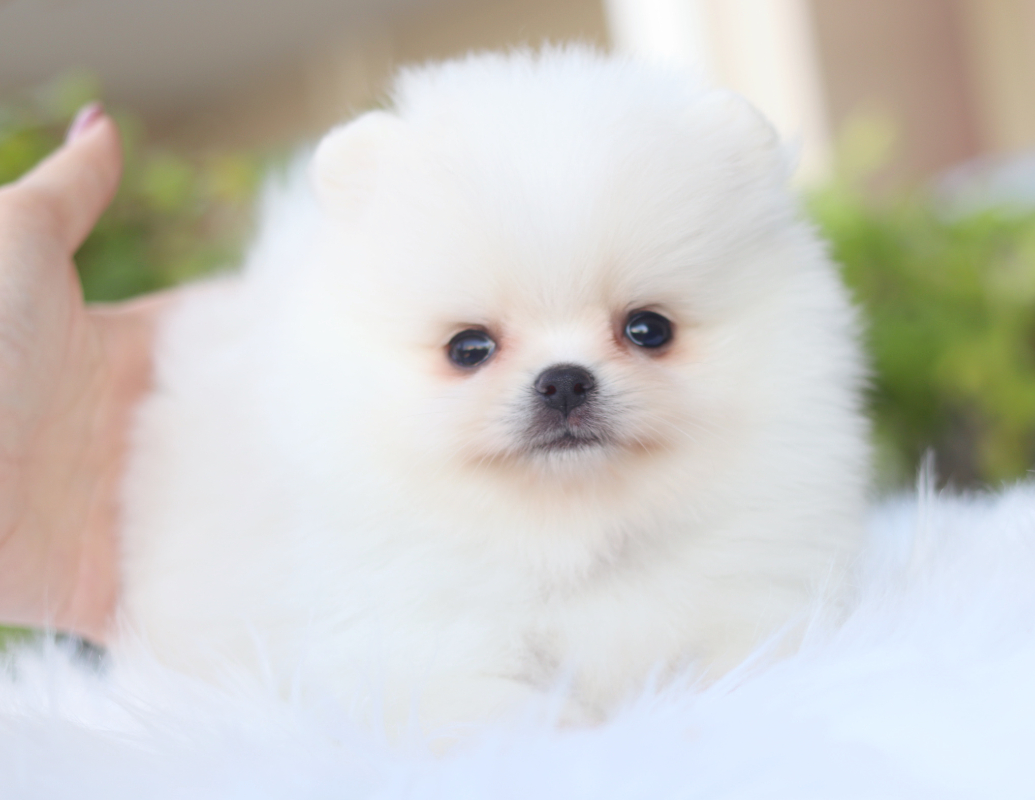 ปอมเมอเรเนียน เพศผู้สีขาวครีมเกรดโชว์