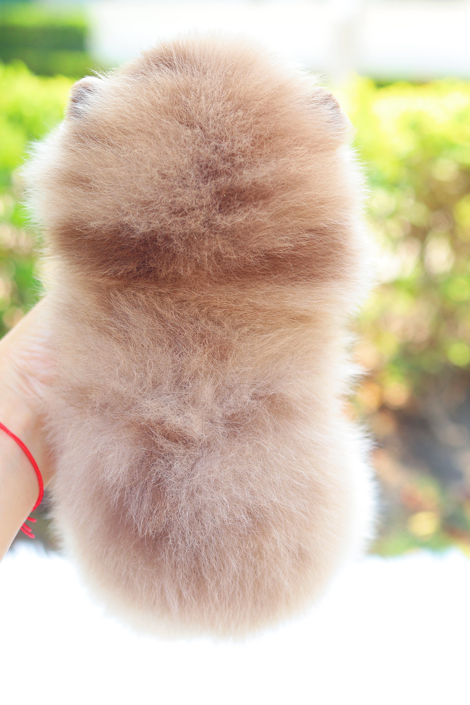 ปอมเมอเรเนียน เพศเมียสีช็อคเมอร์เร่