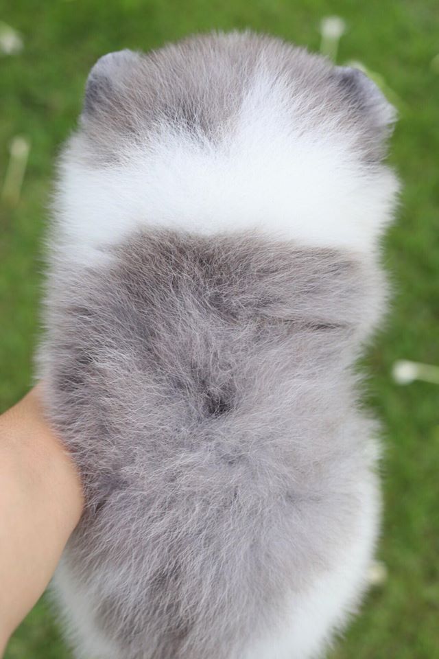 ปอมเมอเรเนียน เพศเมีย