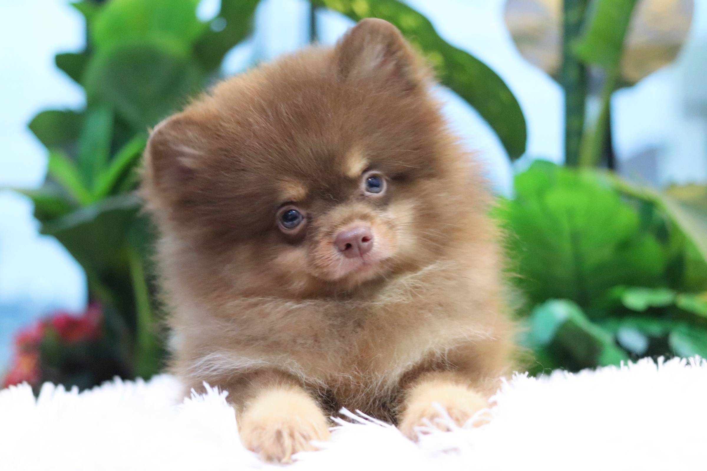 ปอมเมอเรเนียน เพศผู้ สีช็อคโกแลต&แทน