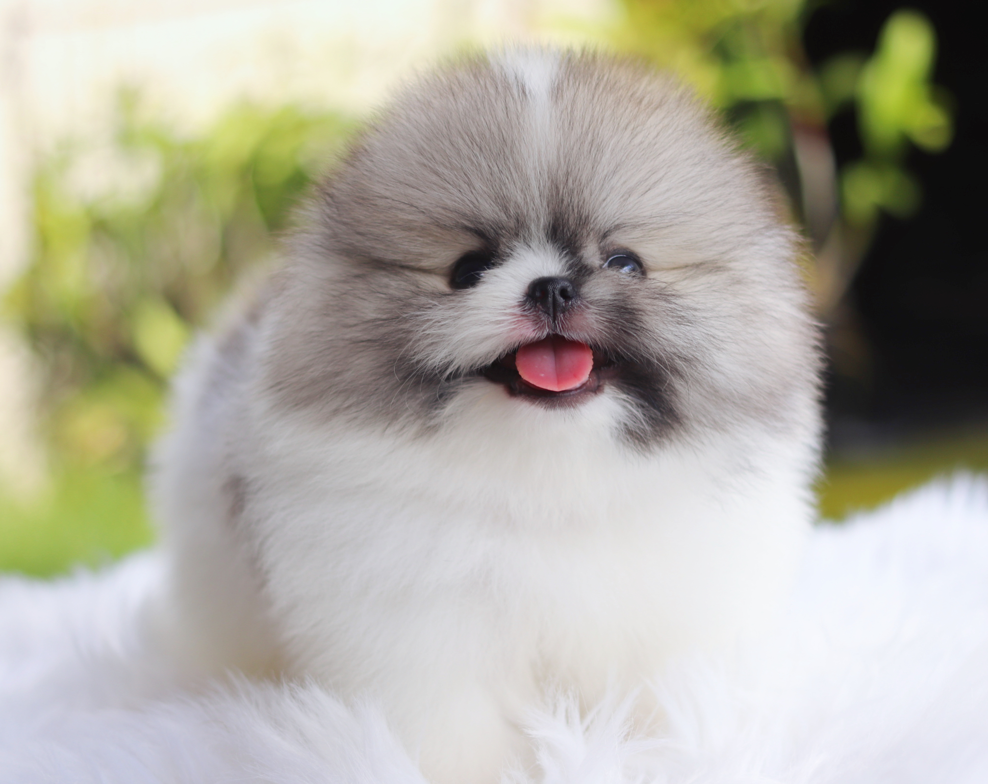 ปอมเมอเรเนียน เพศผู้สีแฟนซีเกรดโชว์