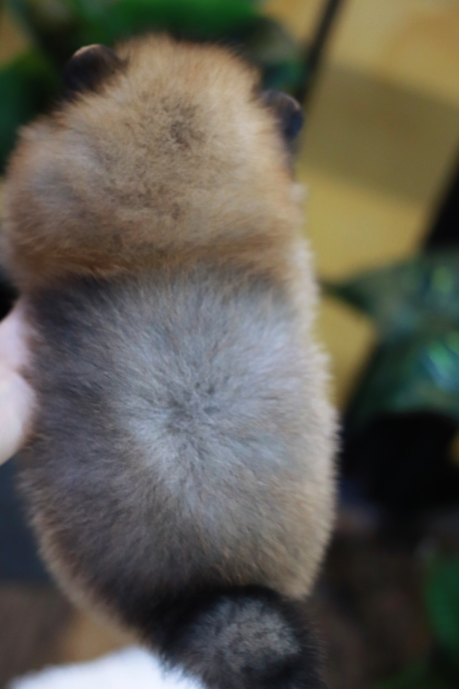 ปอมเมอเรเนียน เพศผู้ หน้าฟ็อก