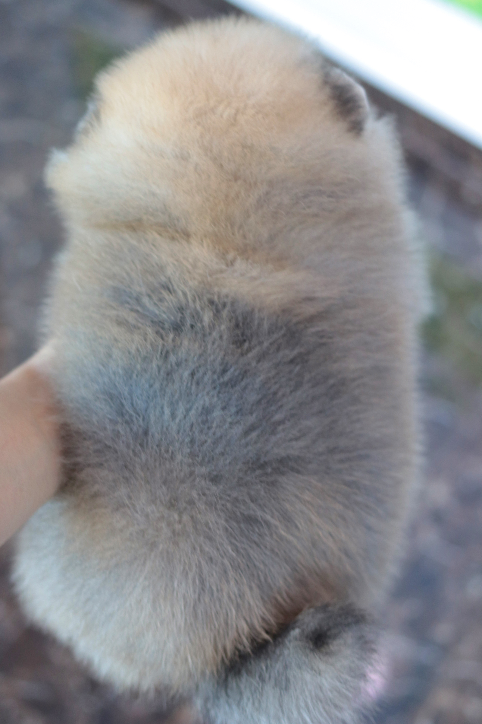 ปอมเมอเรเนียน เพศผู้เกรดโชว์สีส้ม