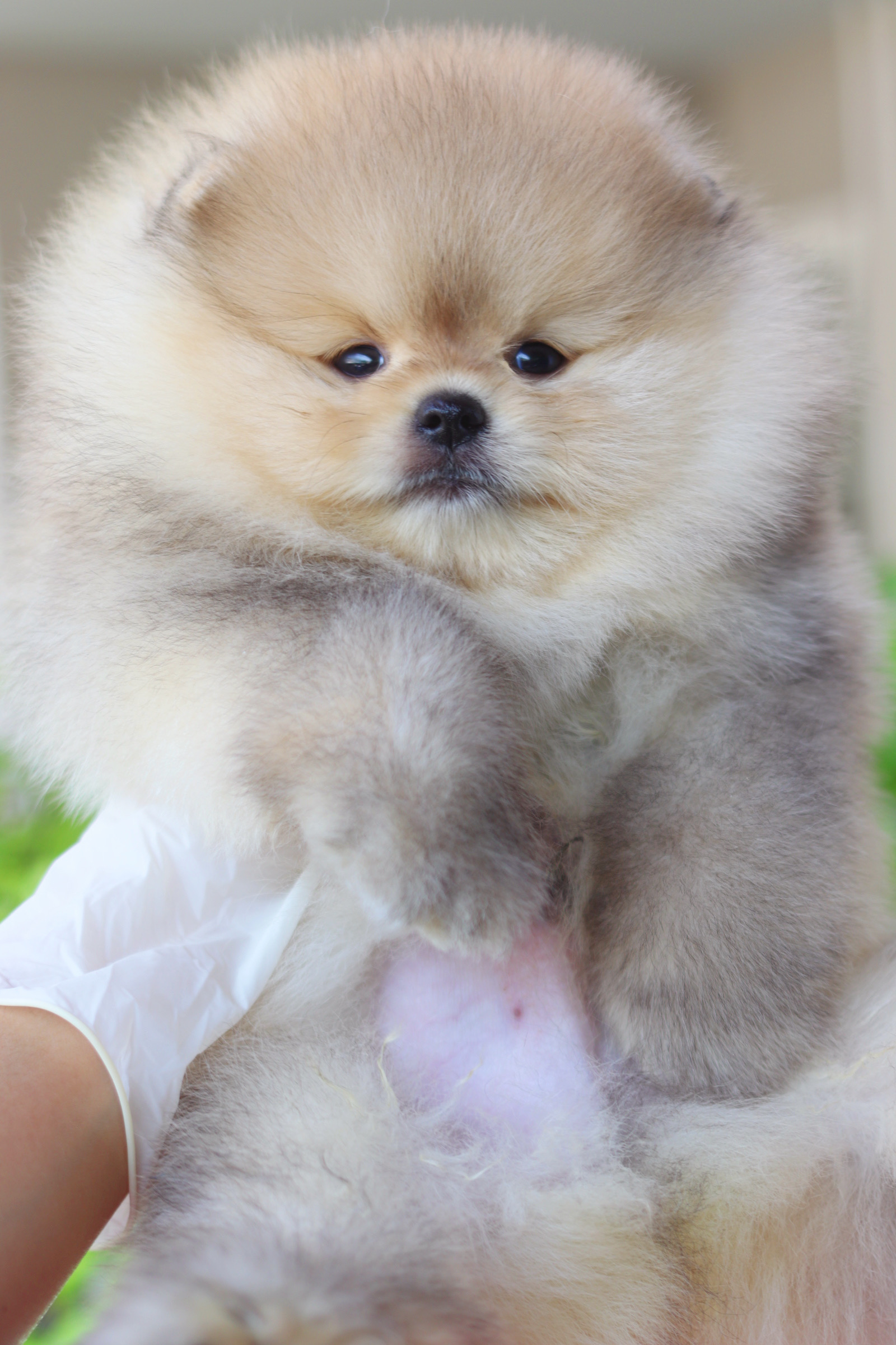 ปอมเมอเรเนียน เพศผู้ สีส้ม เกรดโชว์