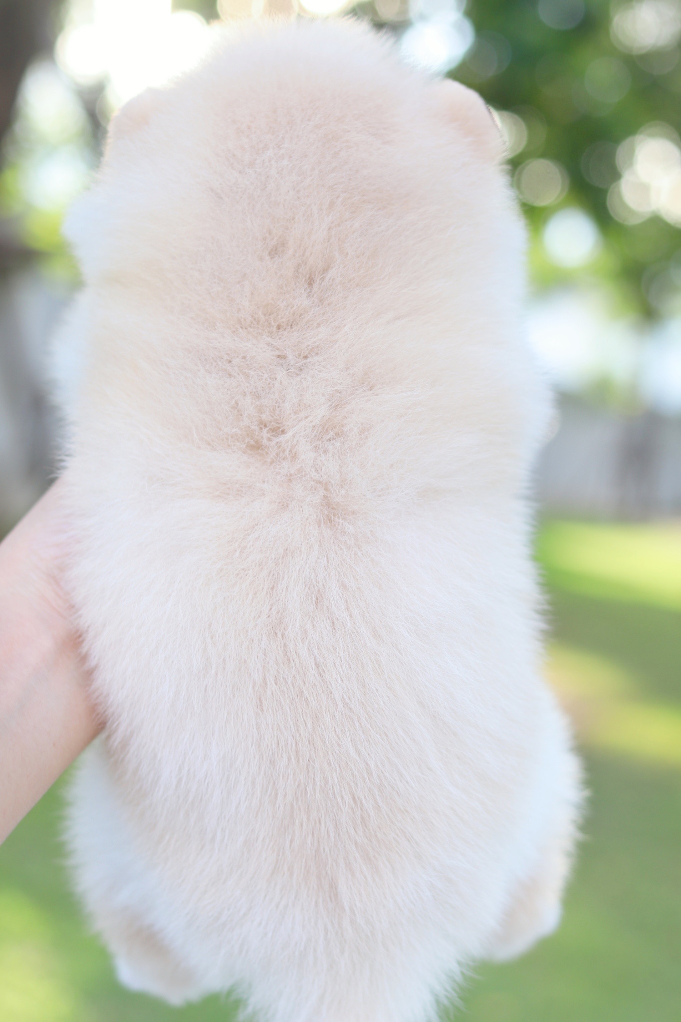 ปอมเมอเรเนียน เพศผู้สีครีม