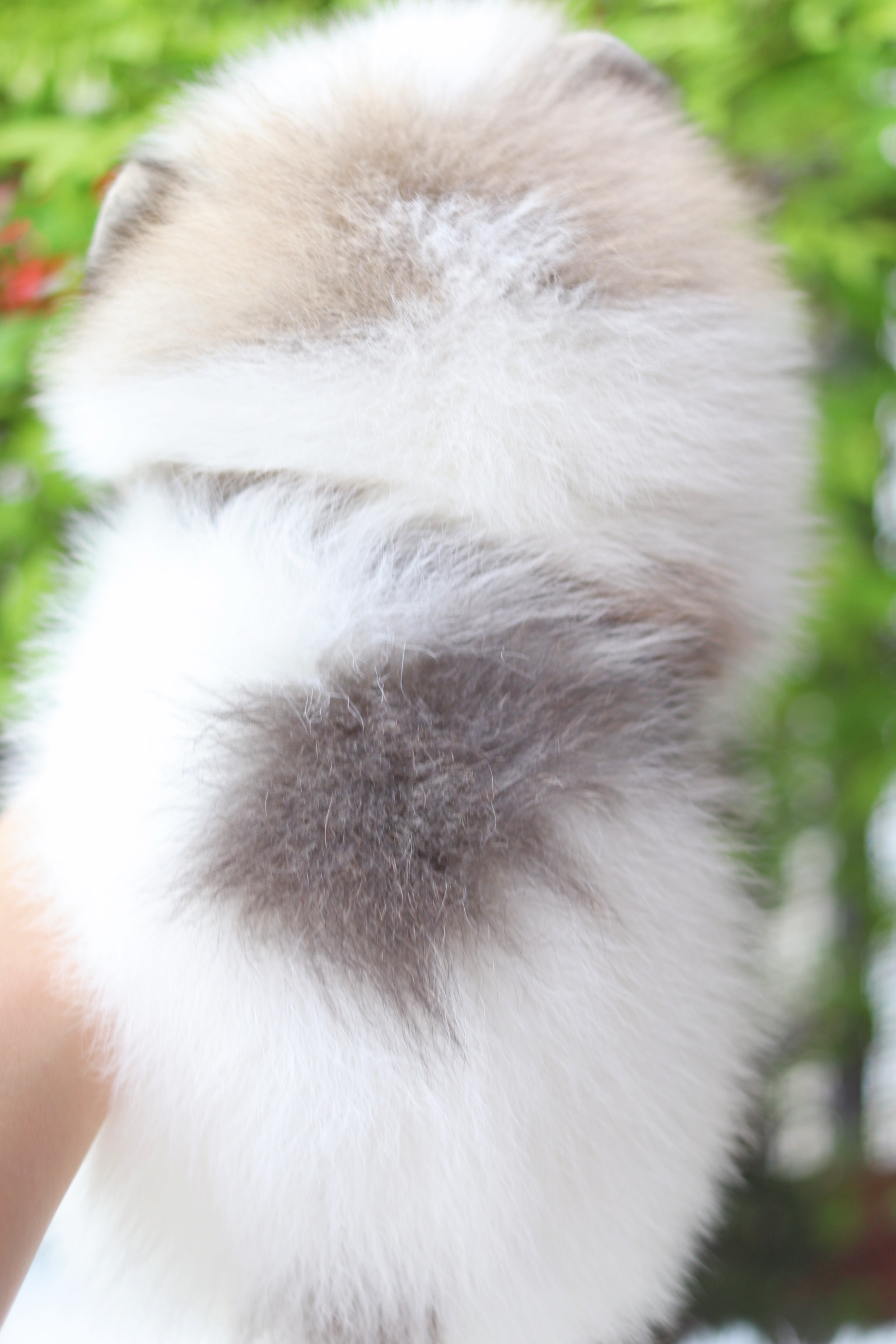 ปอมเมอเรเนียน เพศผู้สีแฟนซี