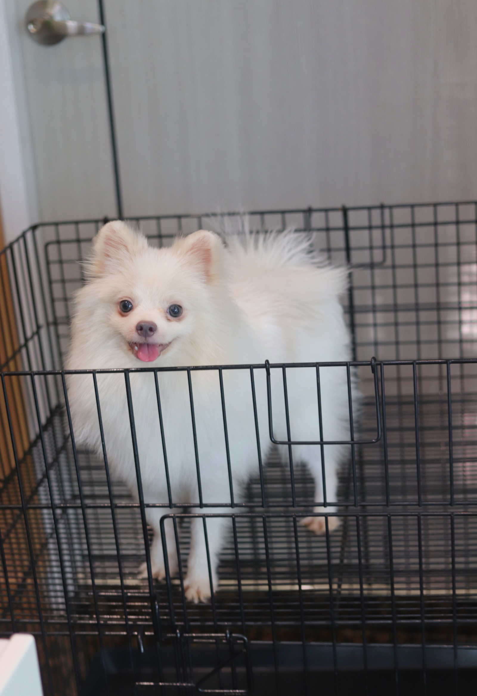 ปอมเมอเรเนียน เพศผู้สีขาวครีม 5 เดือน