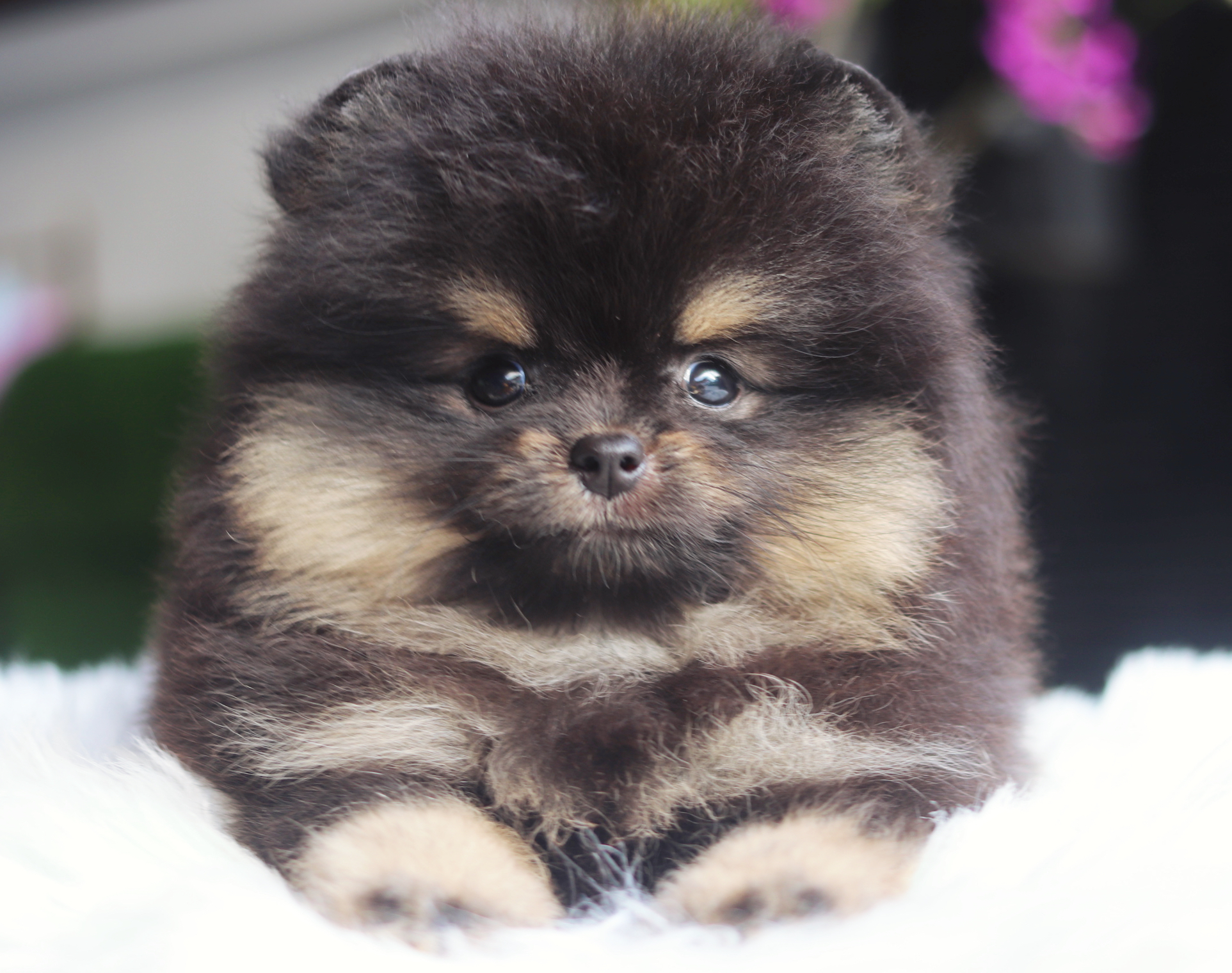 ปอมเมอเรเนียน เพศเมียสีแบล็คแทน