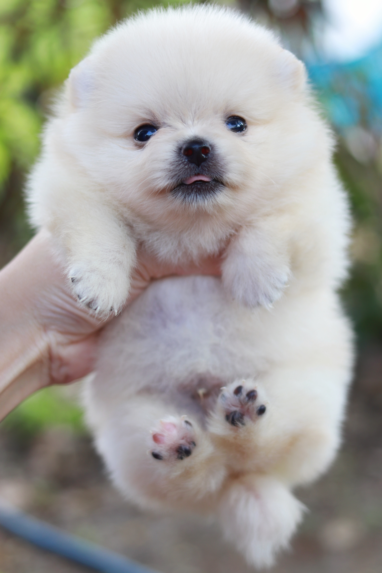 ปอมเมอเรเนียน เพศผู้