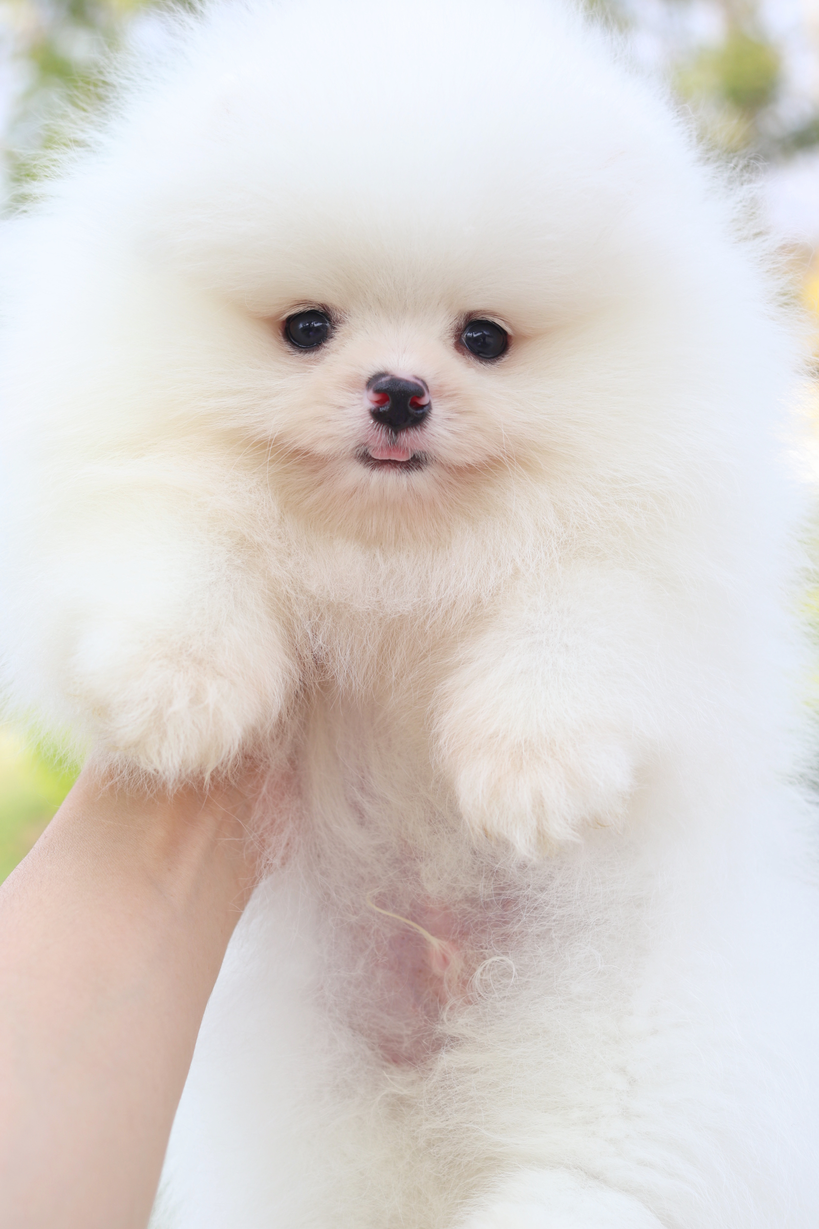 ปอมเมอเรเนียน เพศผู้สีขาว