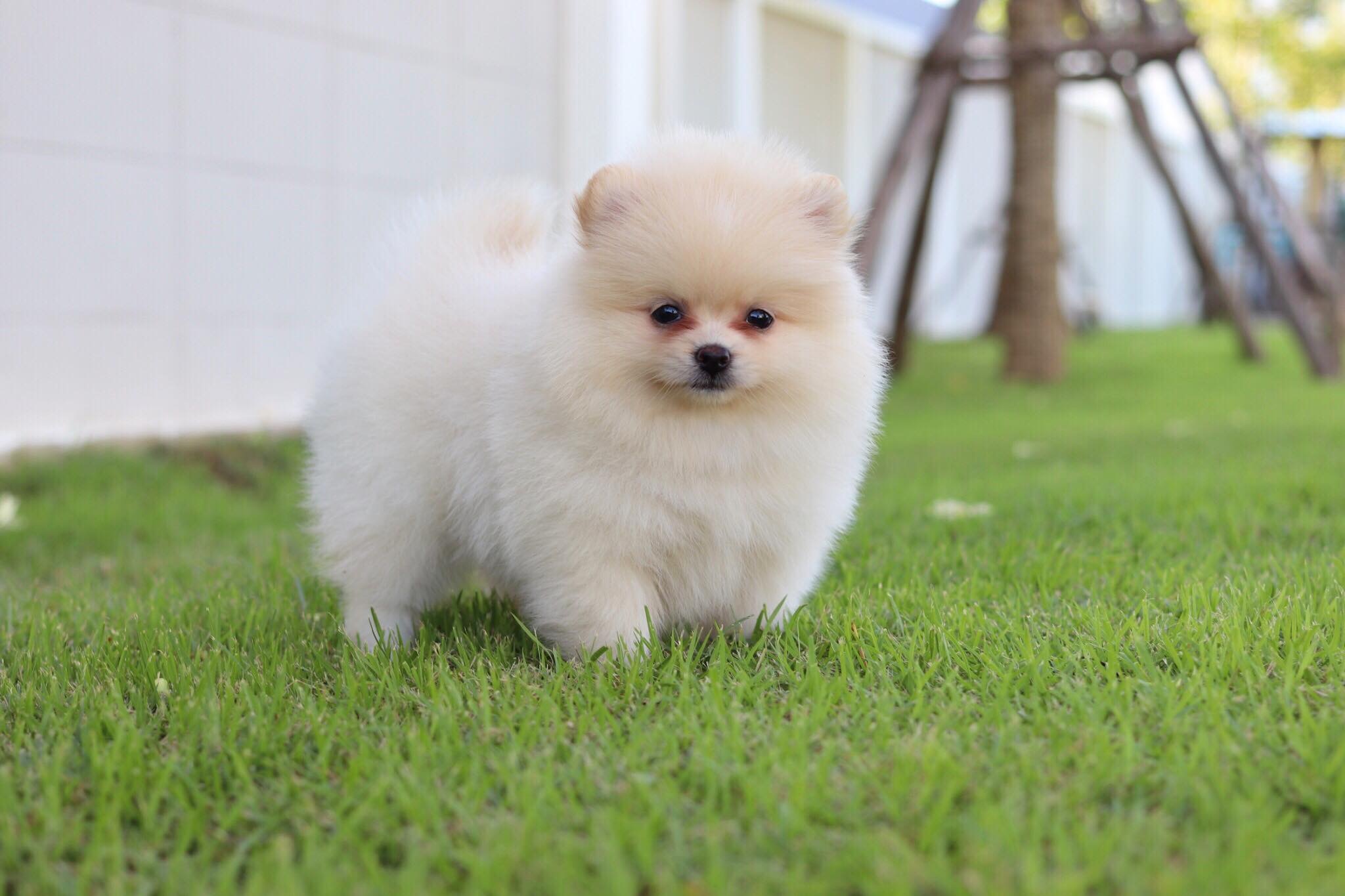 ปอมเมอเรเนียน เพศเมีย