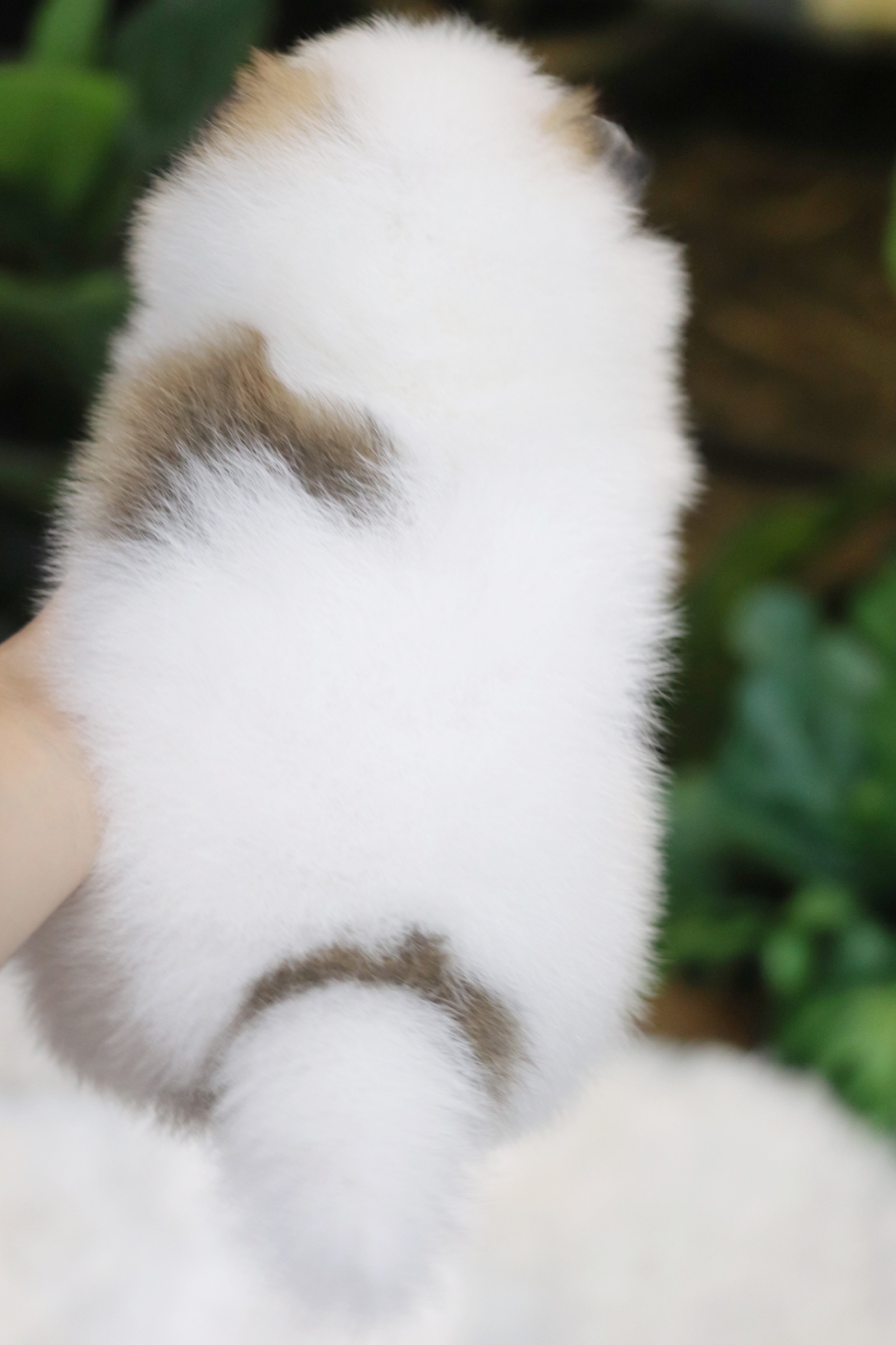 ปอมเมอเรเนียน เพศผู้ สีแฟนซี