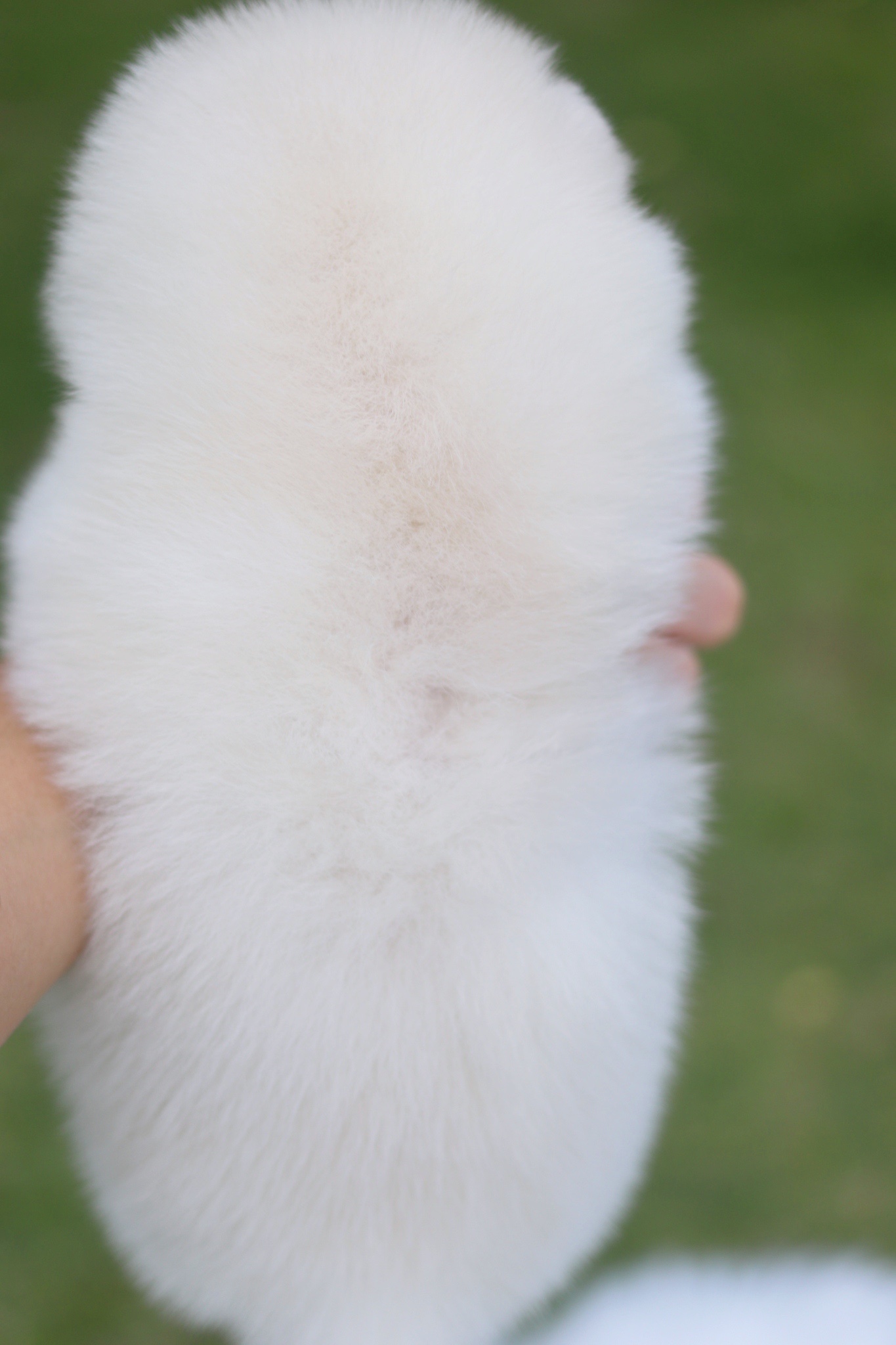 ปอมเมอเรเนียน เพศเมียสีขาวครีม