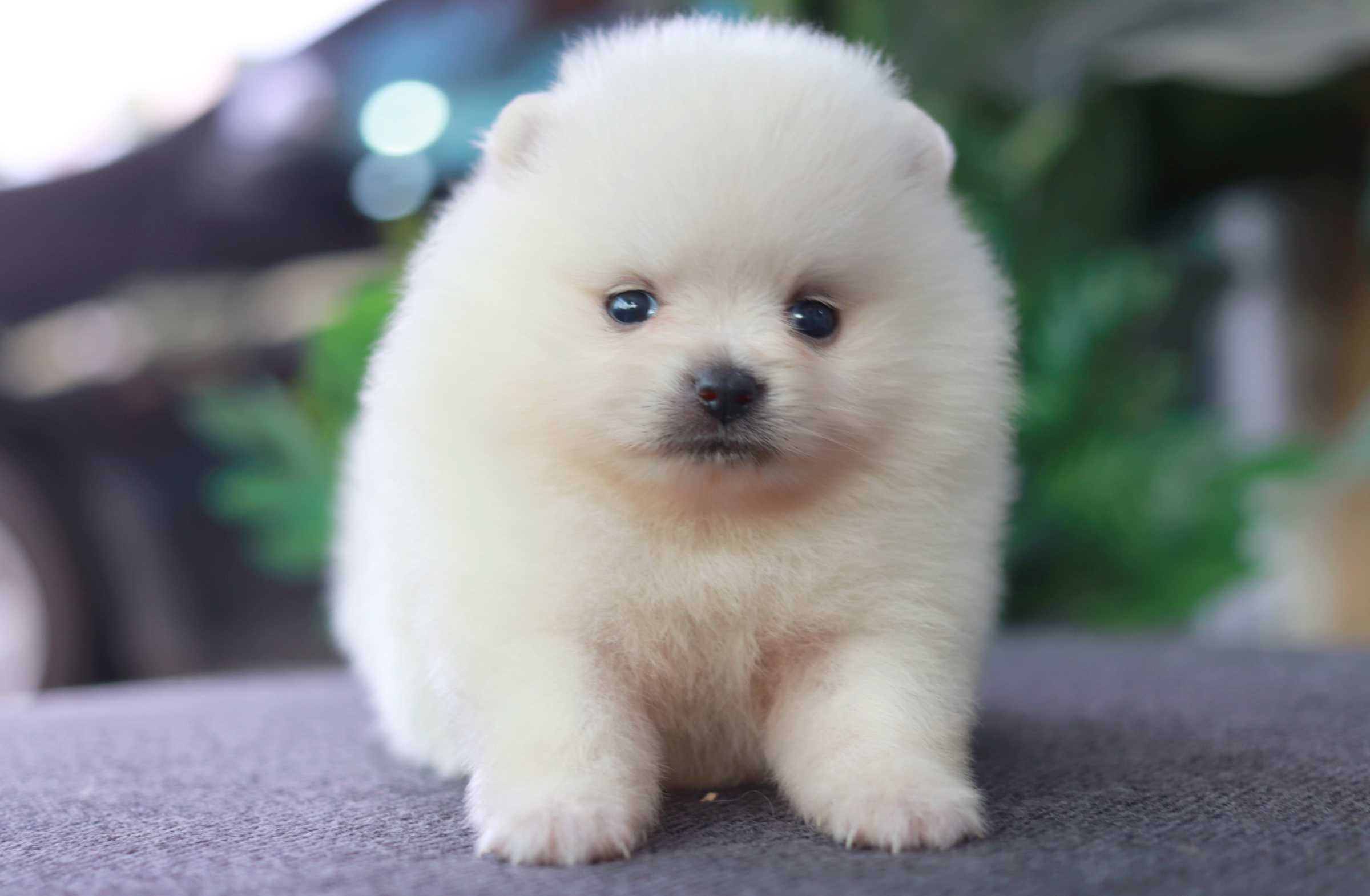 ปอมเมอเรเนียน เพศเมีย