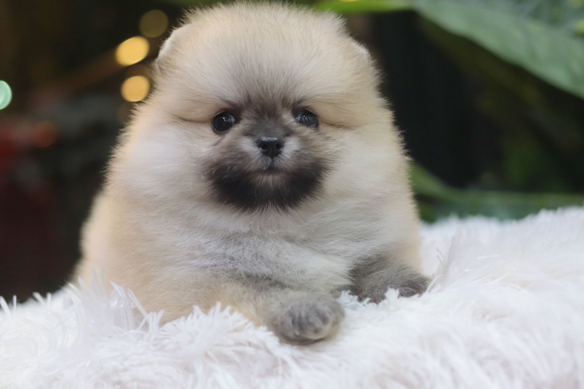 ปอมเมอเรเนียน เพศเมียสีส้มหน้าตุ๊กตา