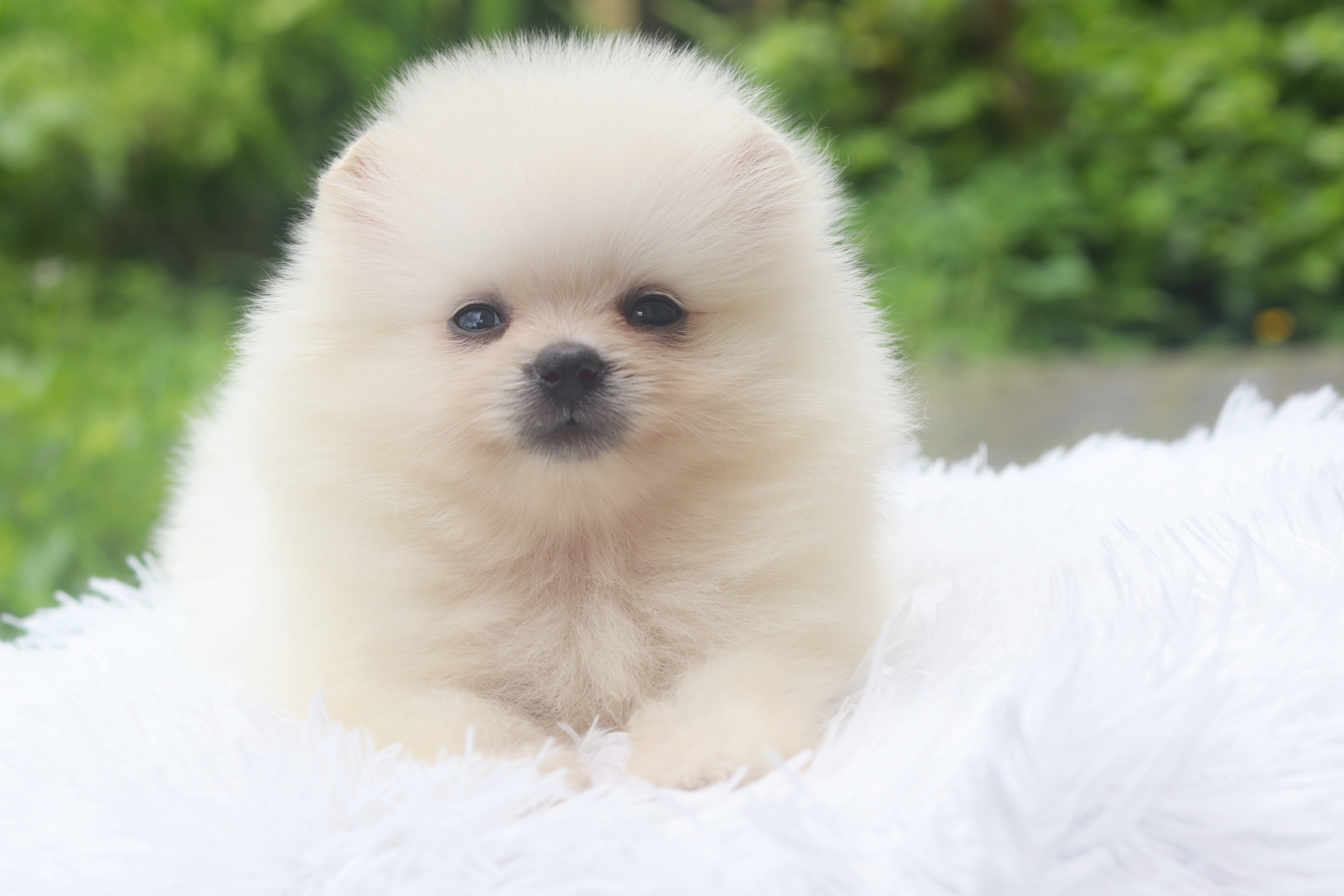 ปอมเมอเรเนียน เพศผู้ สีขาวครีม