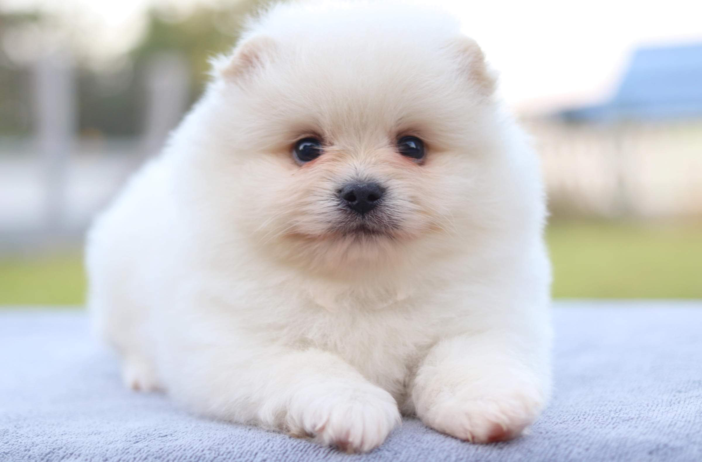 ปอมเมอเรเนียน เพศผู้