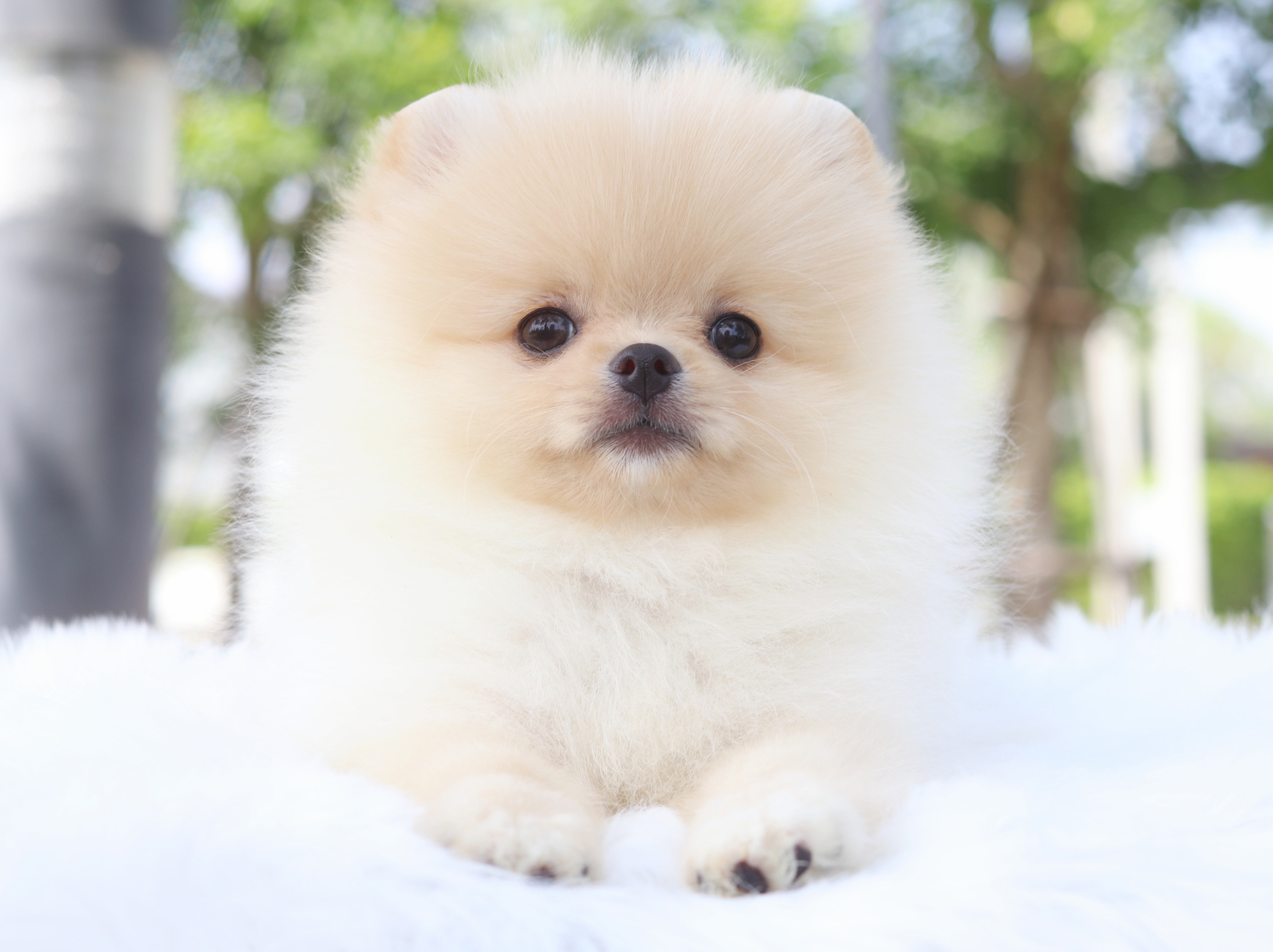 ปอมเมอเรเนียน เพศเมียสีครีม