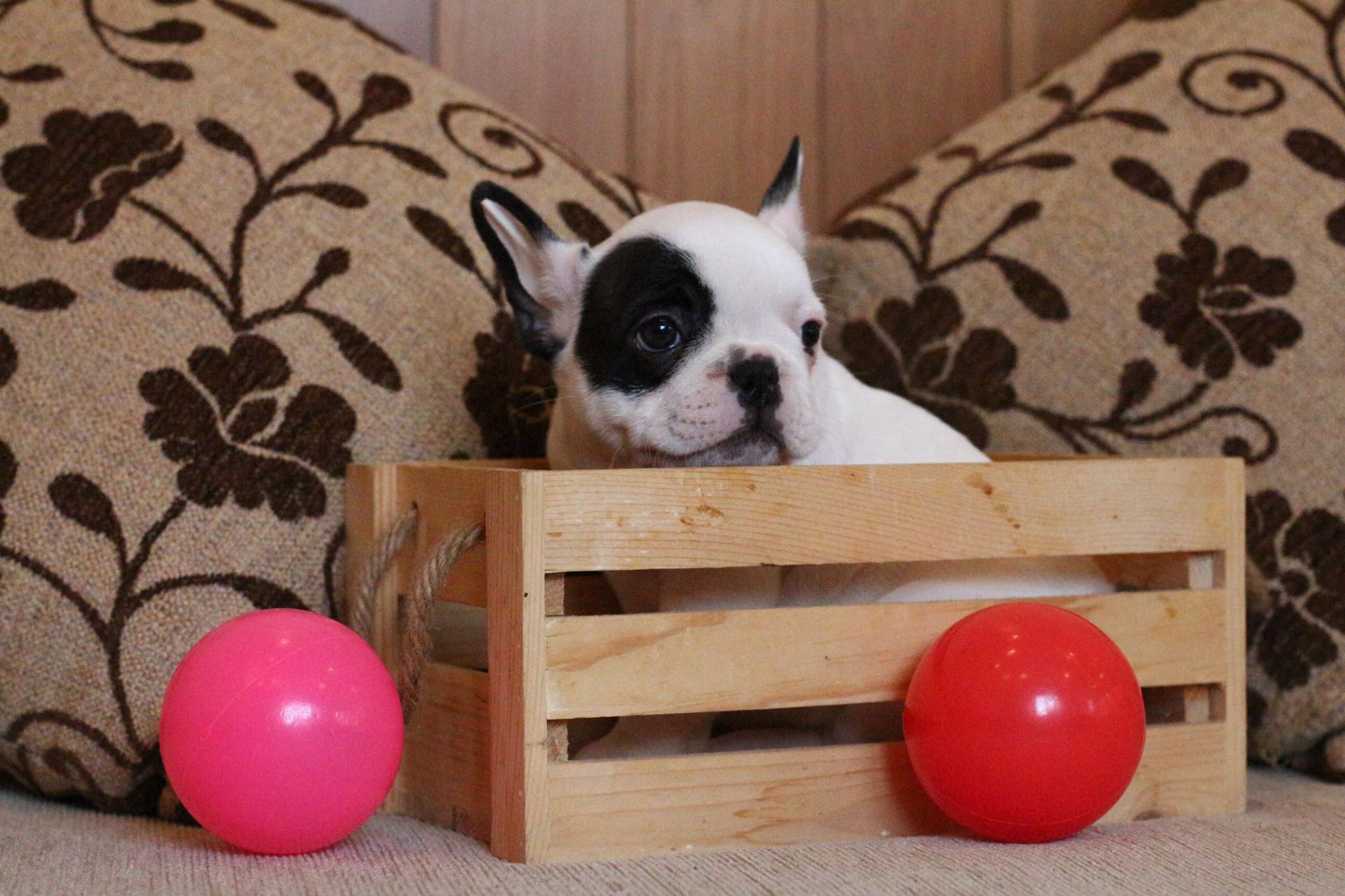 น้องชูว์ก้า เฟรนช์บูลด็อก สีขาวดำ มาร์คโมเช่