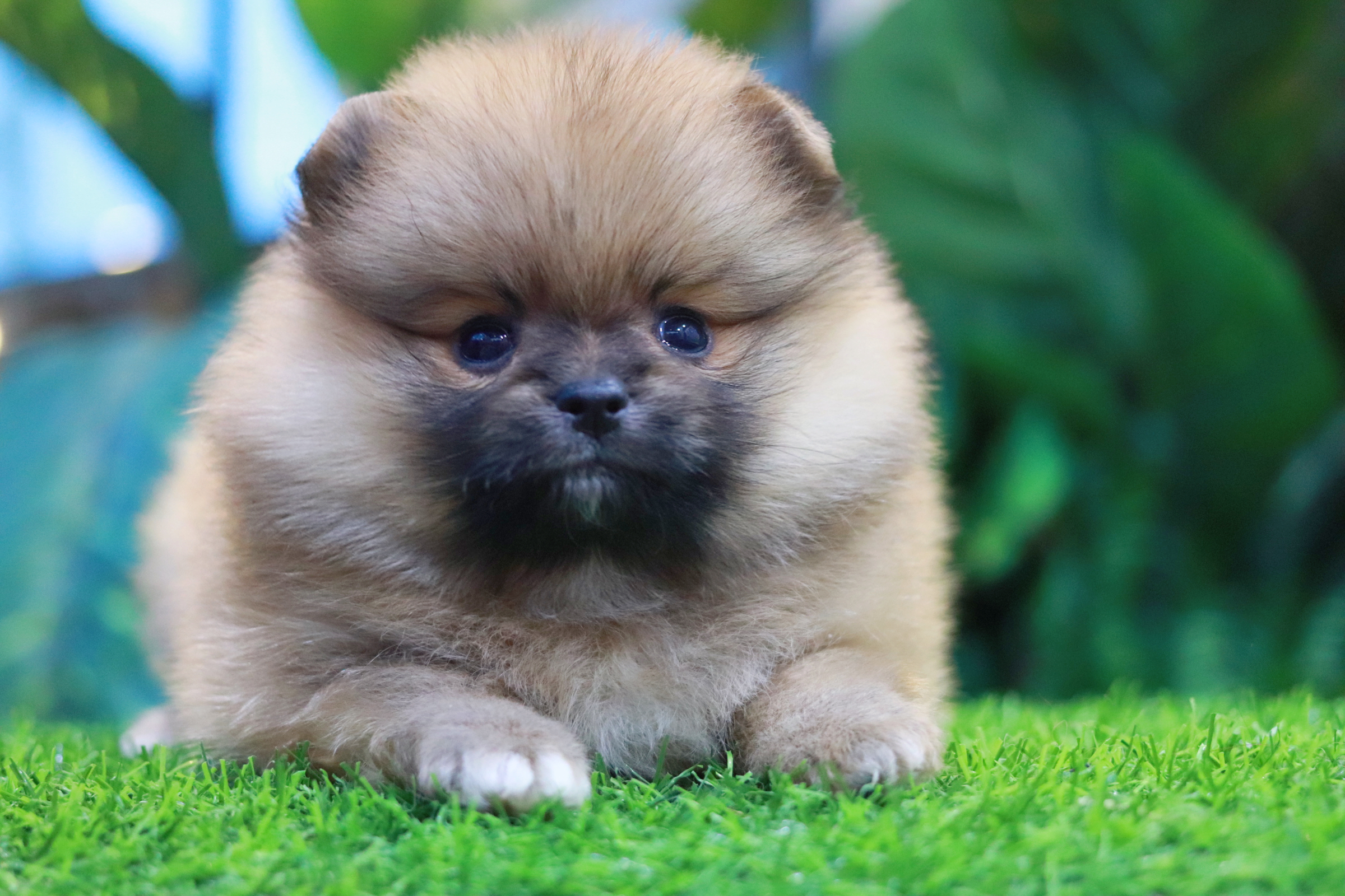 ปอมเมอเรเนียน เพศผู้สีส้มขนแน่น