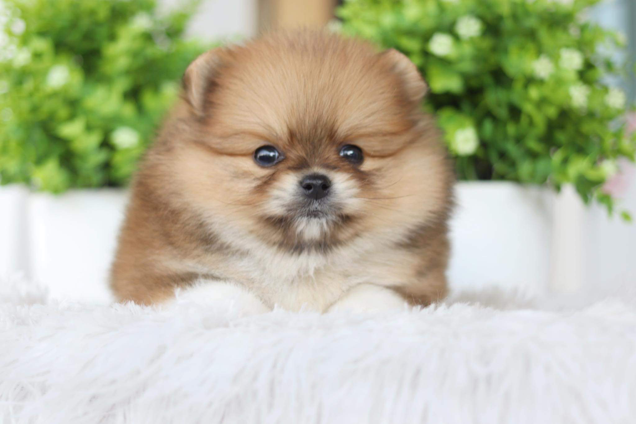 ปอมเมอเรเนียน เพศเมีย