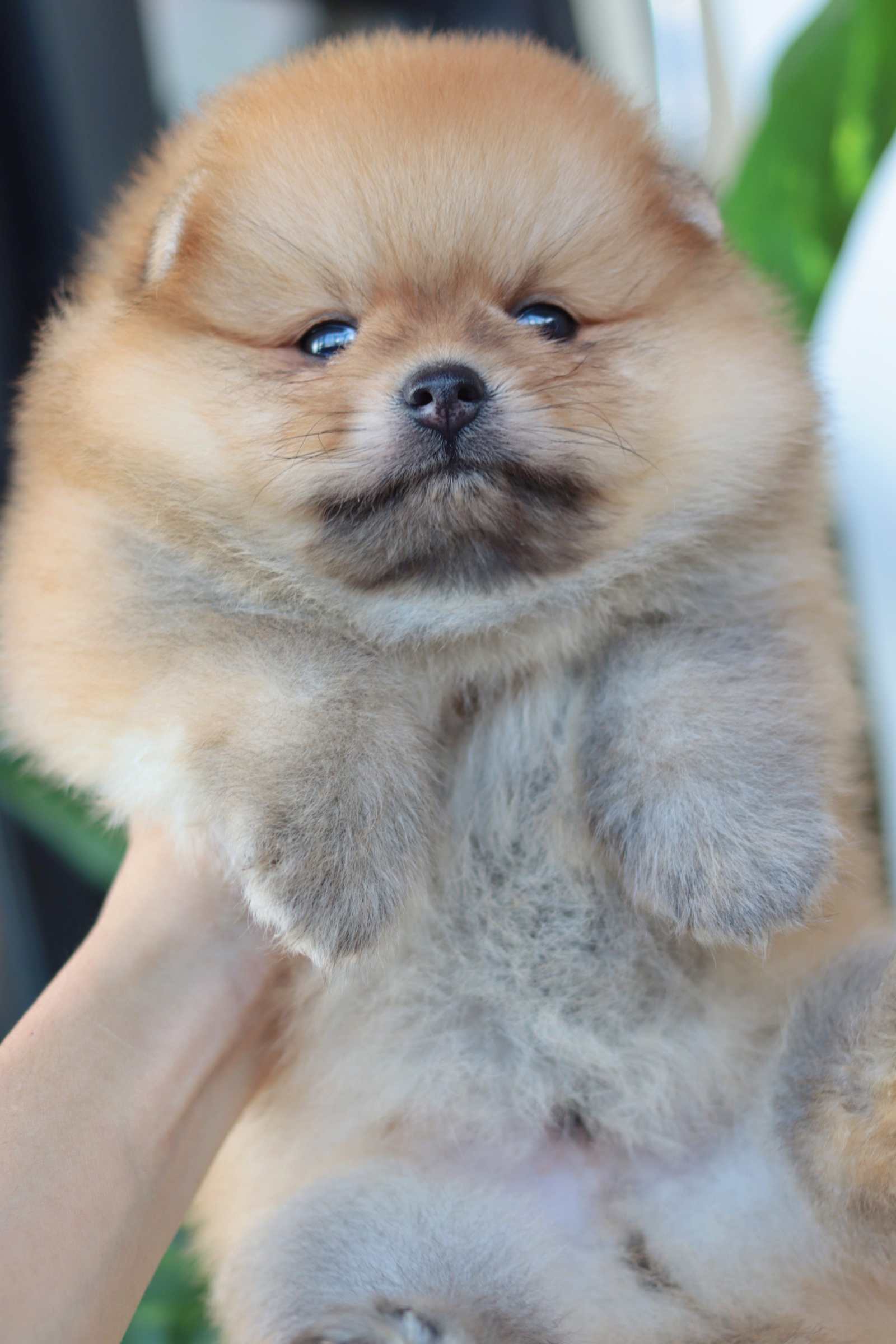 ปอมเมอเรเนียน เพศผู้สีส้ม