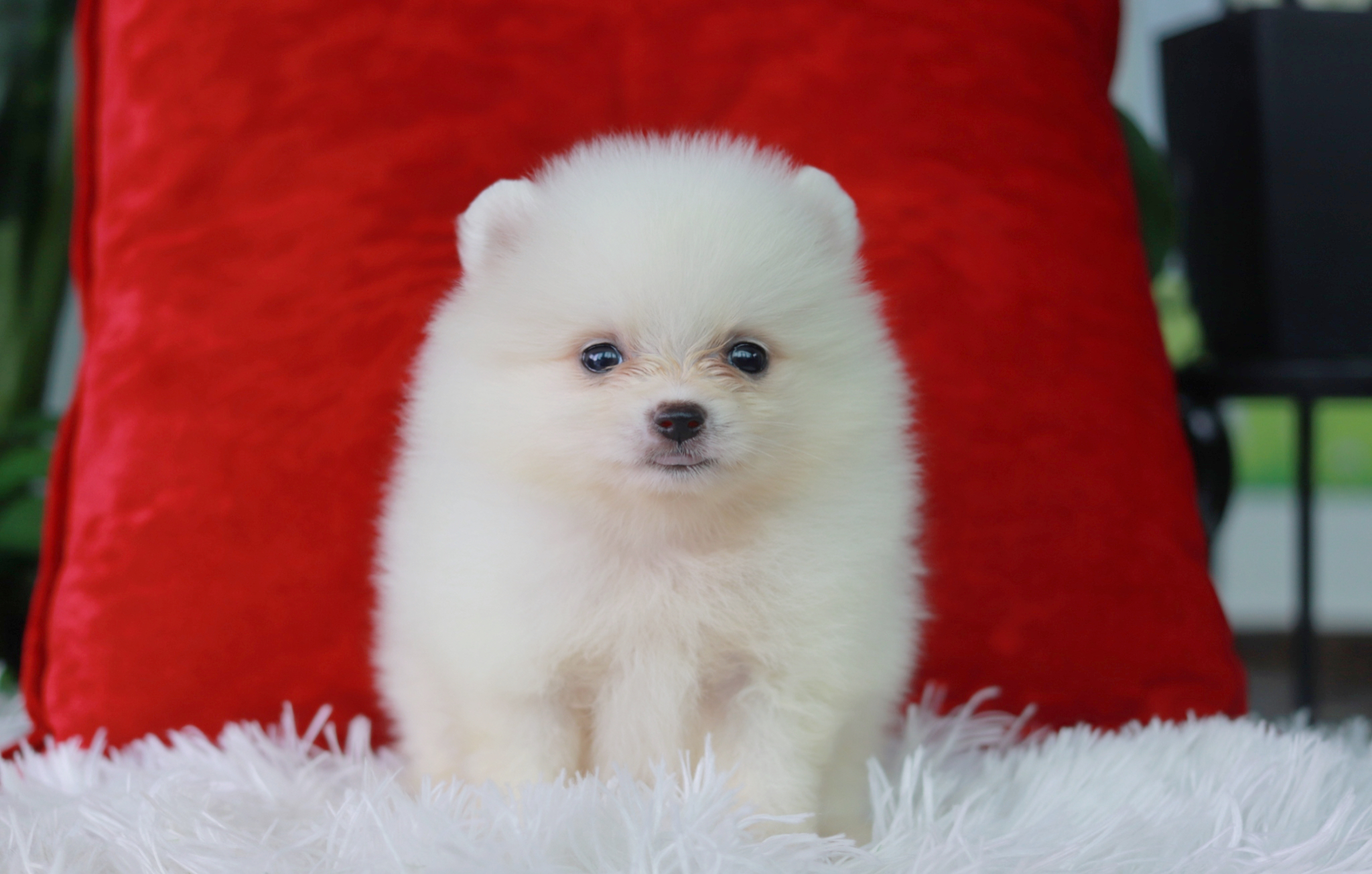 ปอมเมอเรเนียน เพศผู้ สีขาวครีม