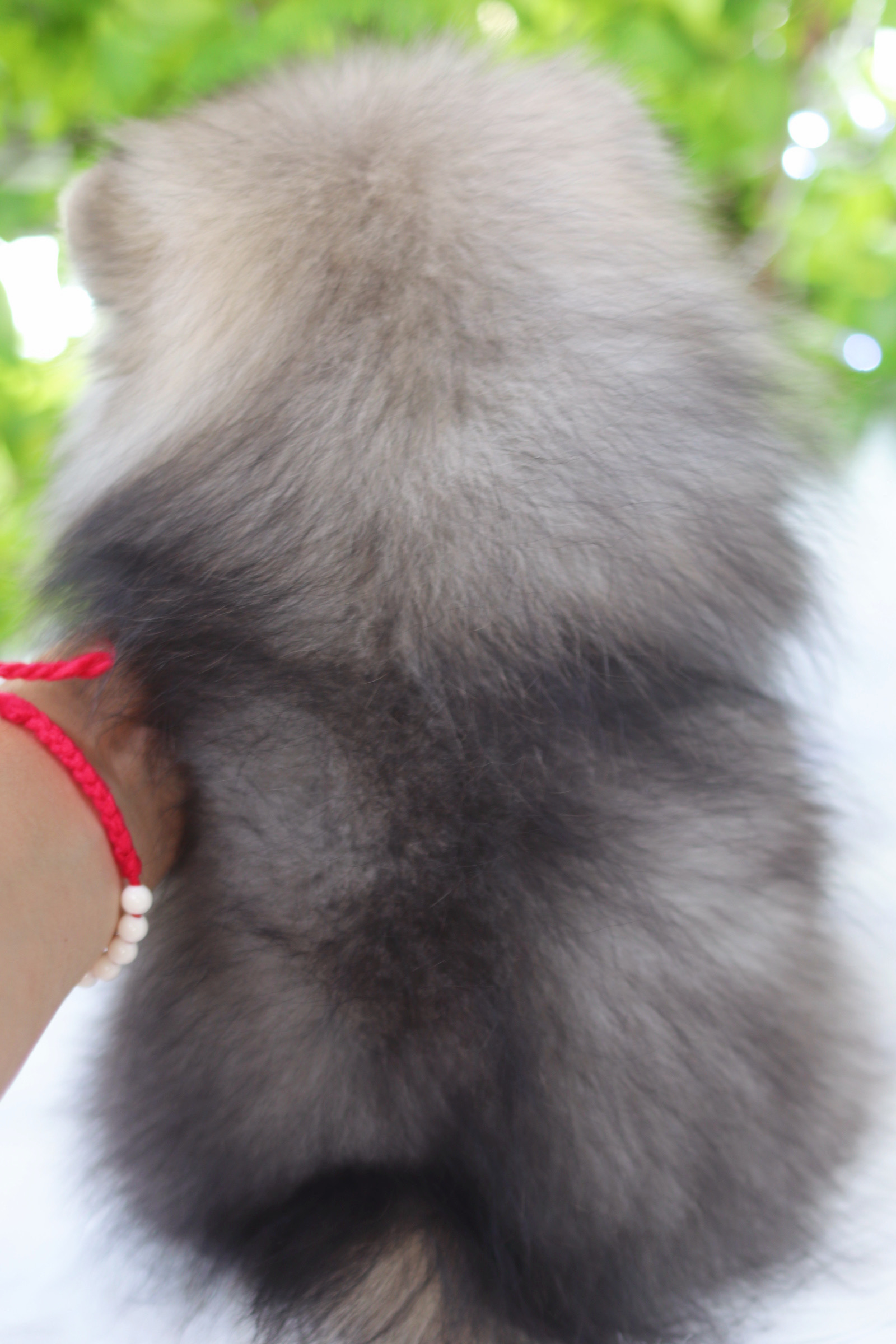 ปอมเมอเรเนียน เพศเมียสีส้ม