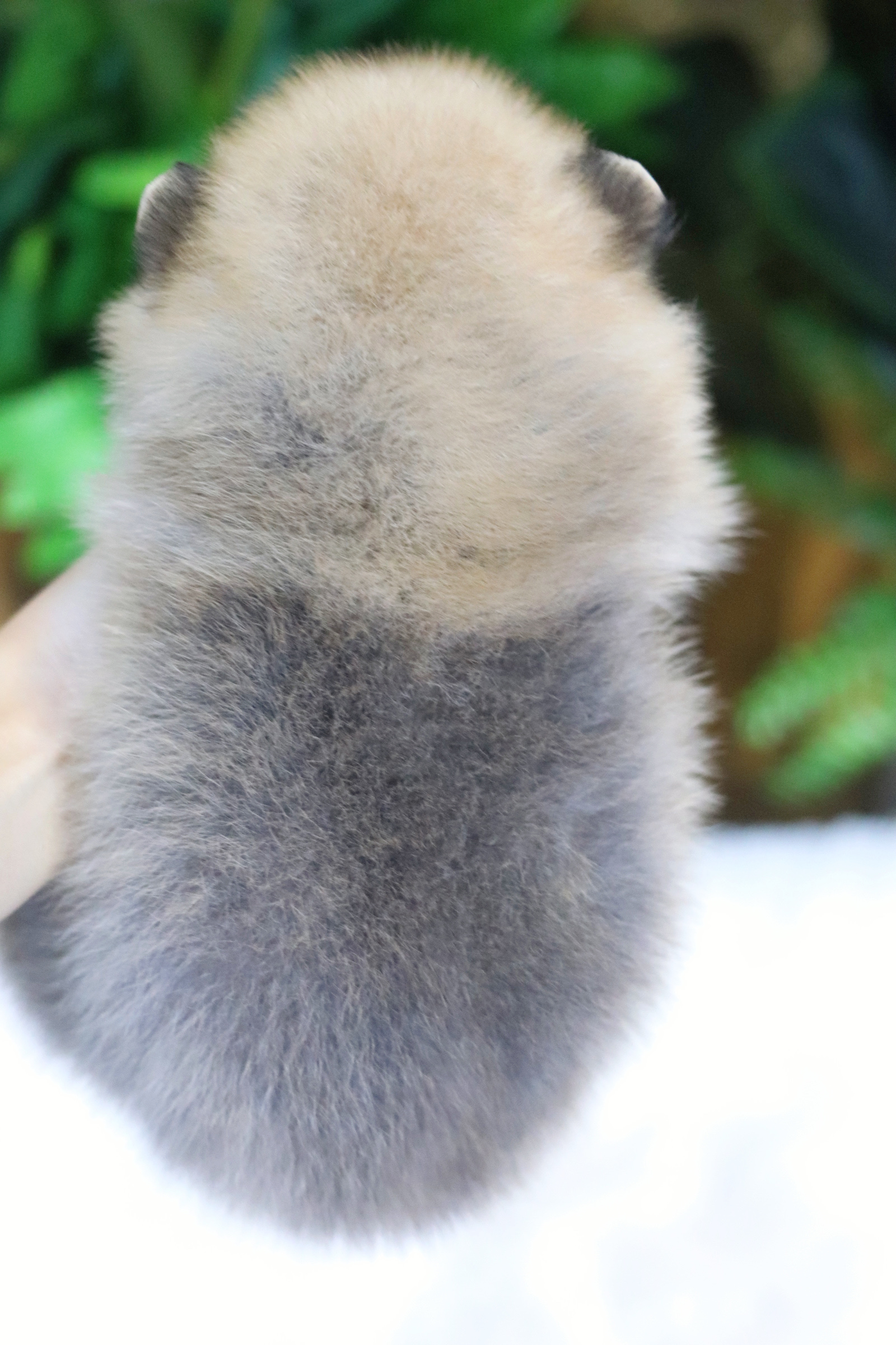 ปอมเมอเรเนียน เพศเมียสีส้ม