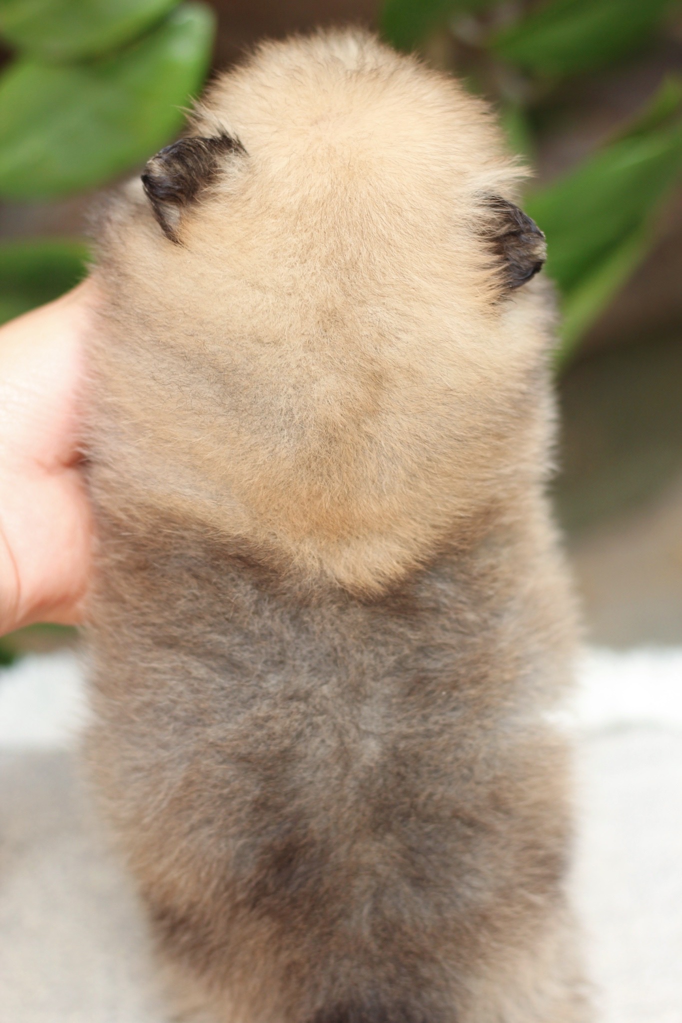 ปอมเมอเรเนียน เพศเมียสีส้ม