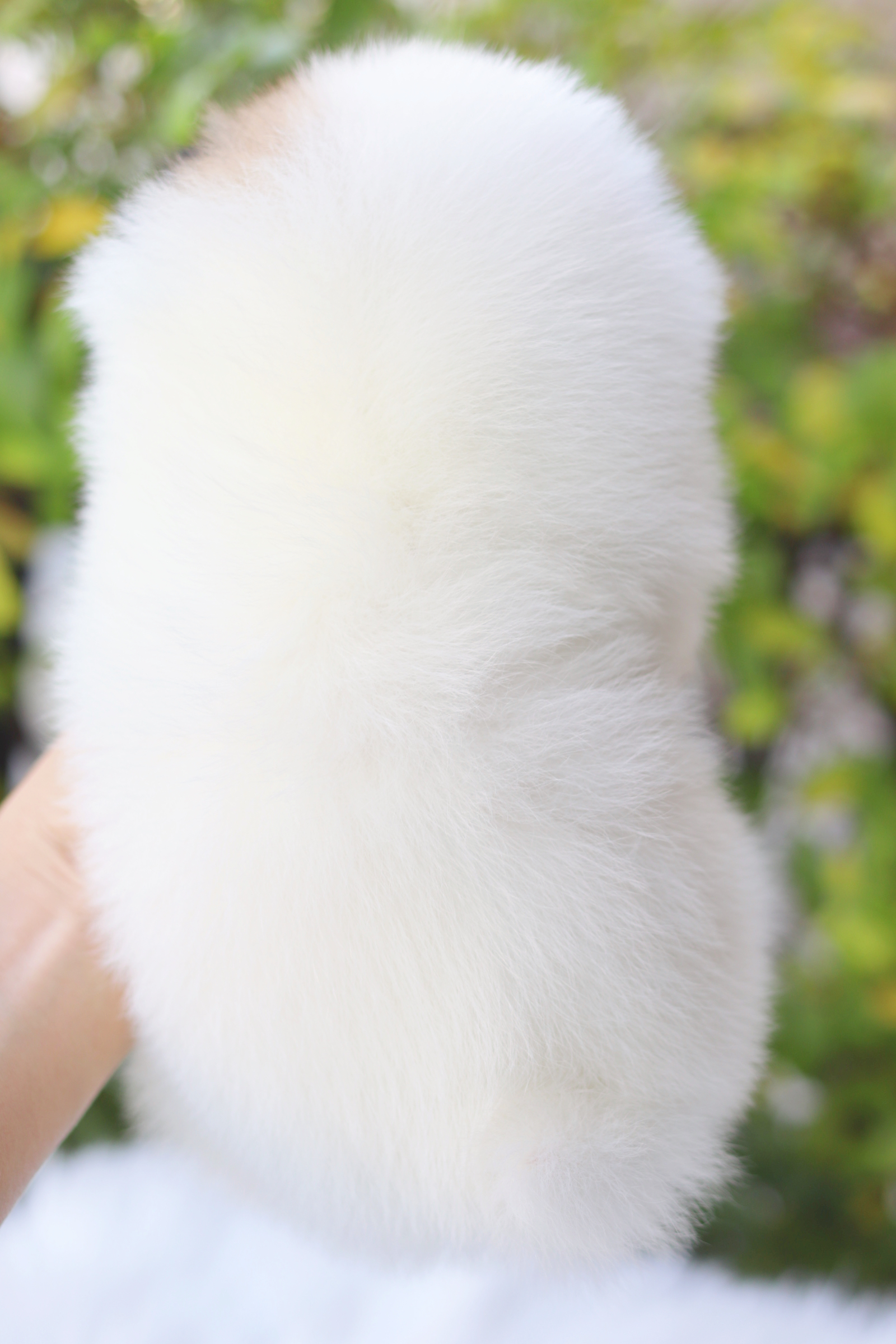 ปอมเมอเรเนียน เพศเมียสีแฟนซี