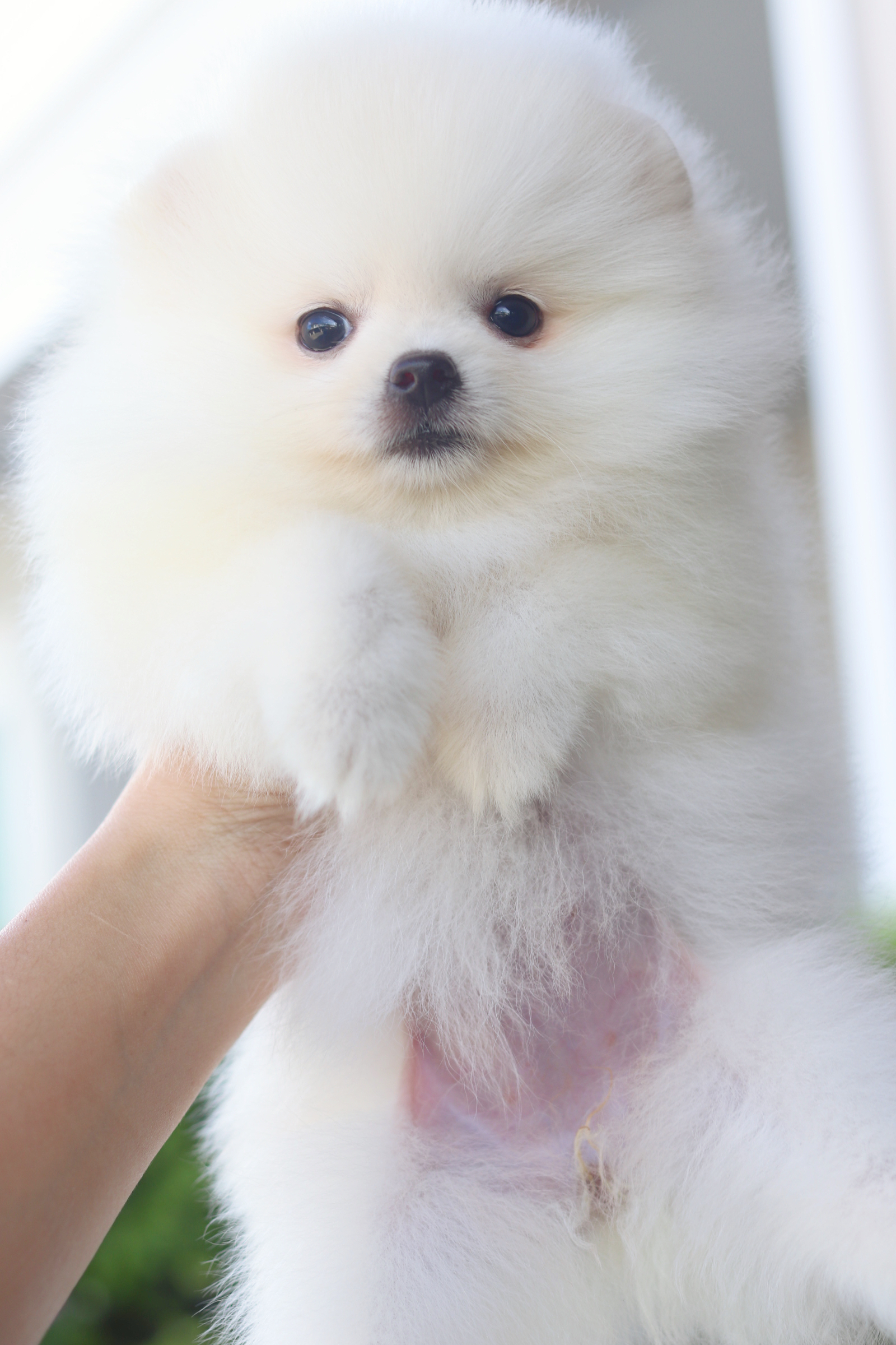 ปอมเมอเรเนียน เพศเมียสีขาวครีม