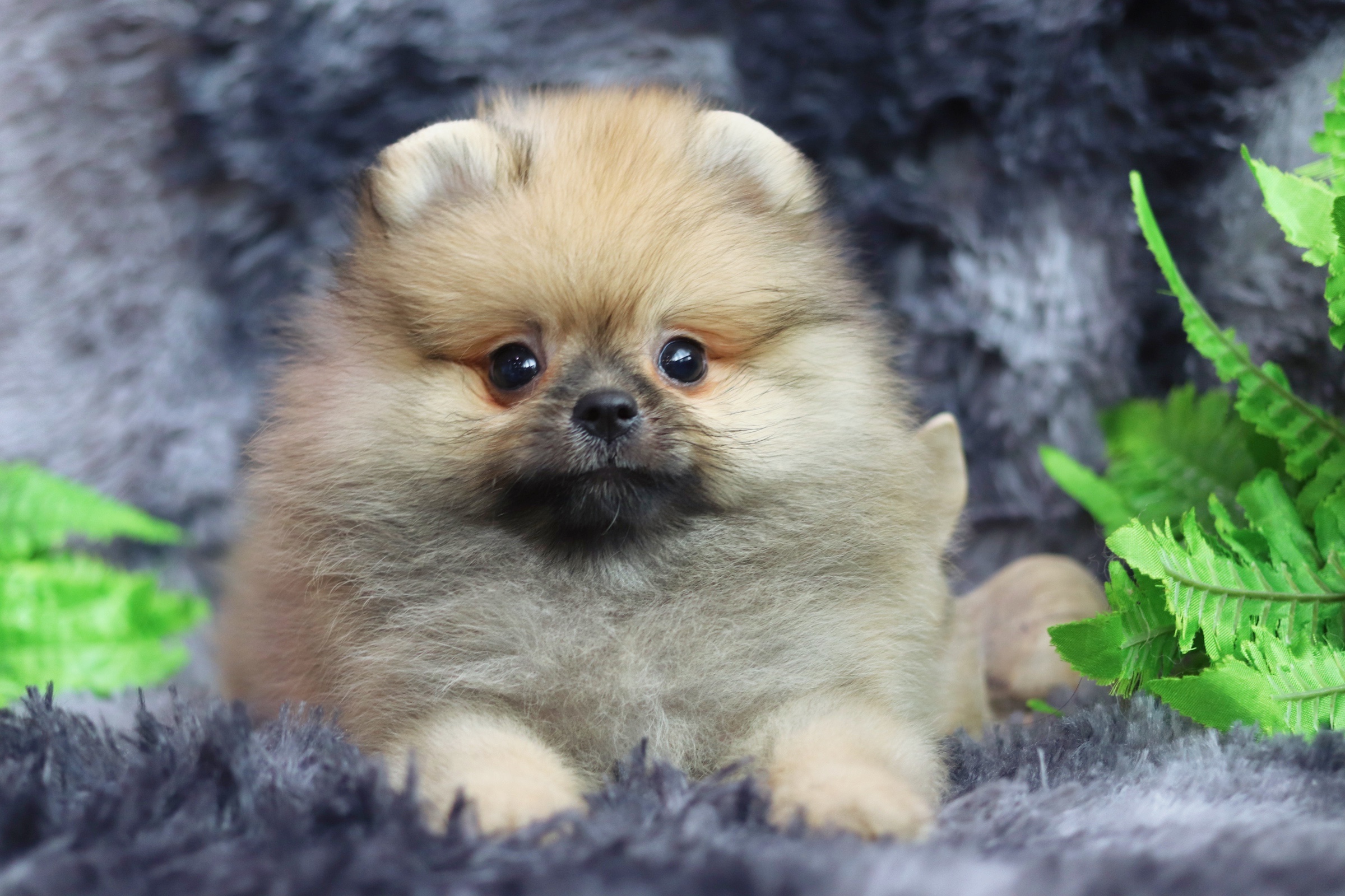 ปอมเมอเรเนียน เพศผู้ สีส้ม