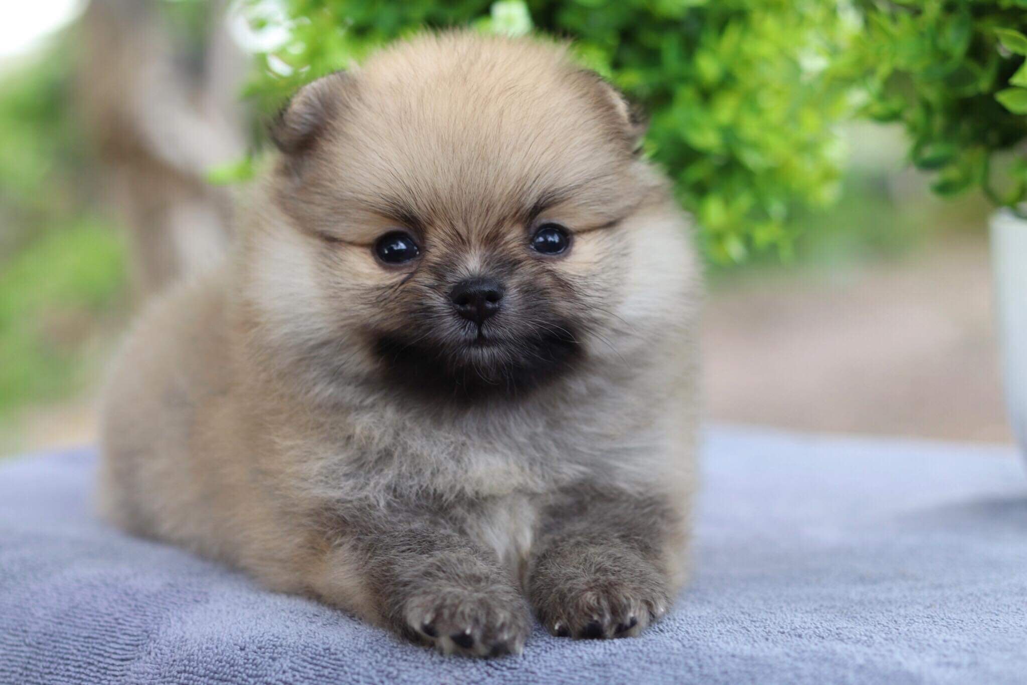 ปอมเมอเรเนียน เพศเมีย