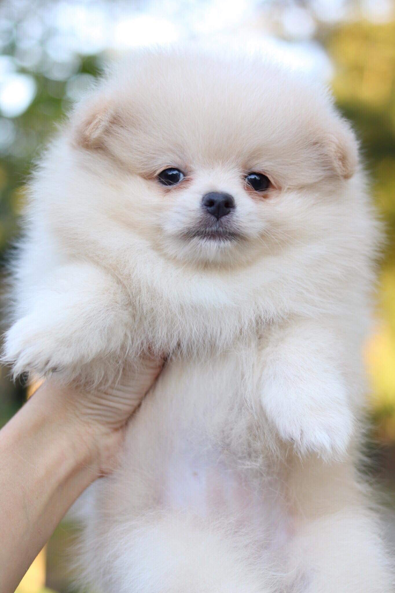 ปอมเมอเรเนียน เพศเมีย