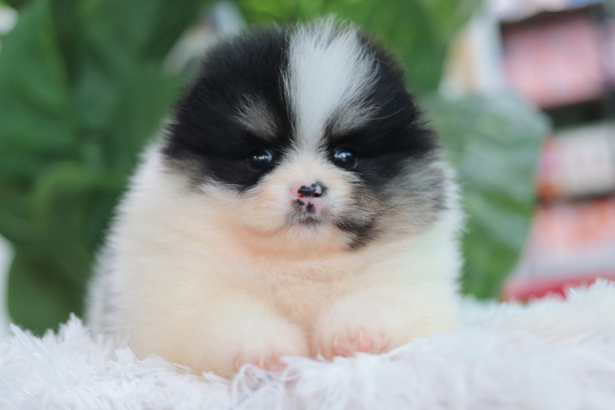 ปอมเมอเรเนียน เพศผู้ ปาร์ตี้แบล็คแทน