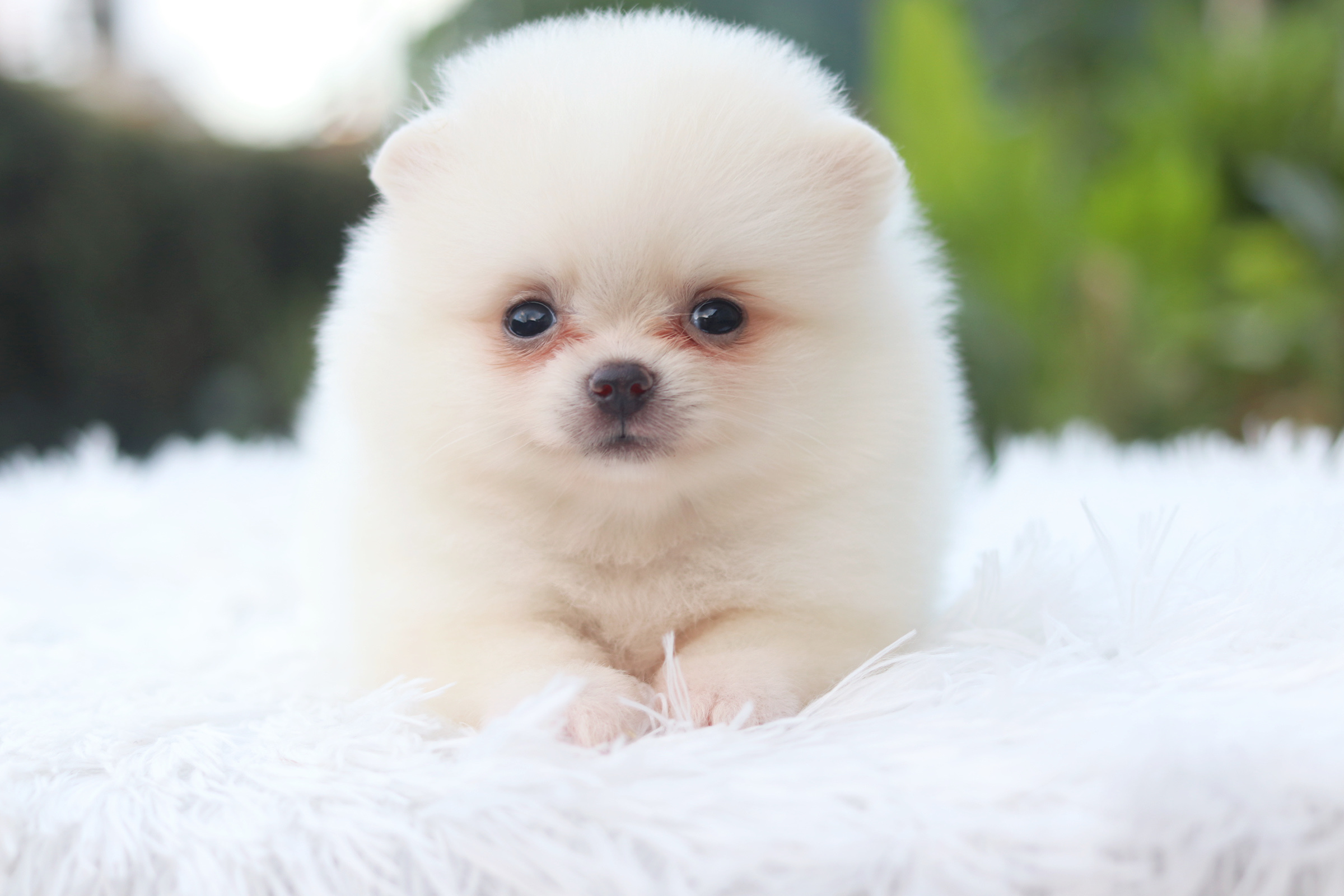 ปอมเมอเรเนียน เพศเมียสีขาวครีม