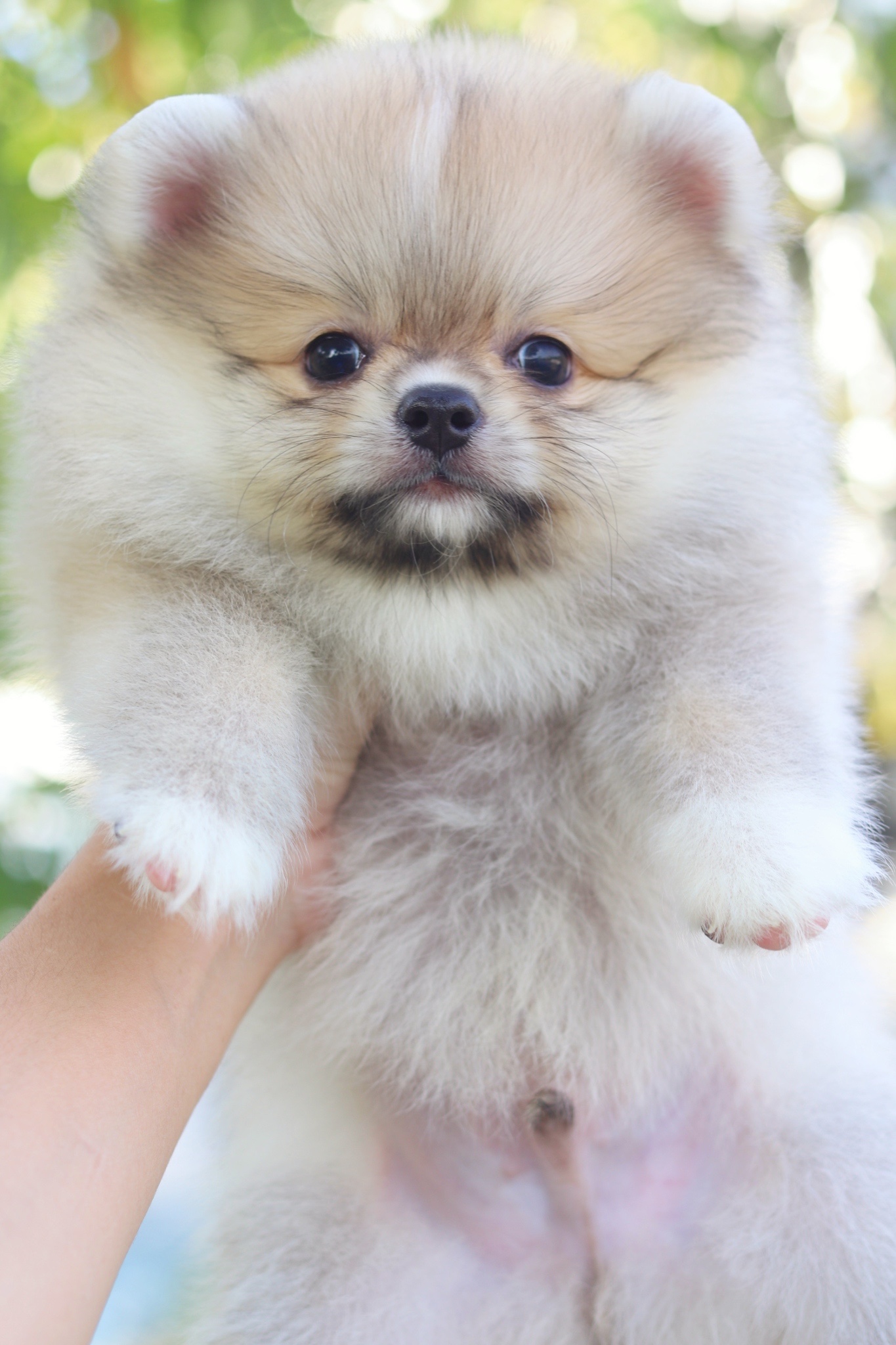 ปอมเมอเรเนียน เพศผู้สีส้มขนแน่นๆ