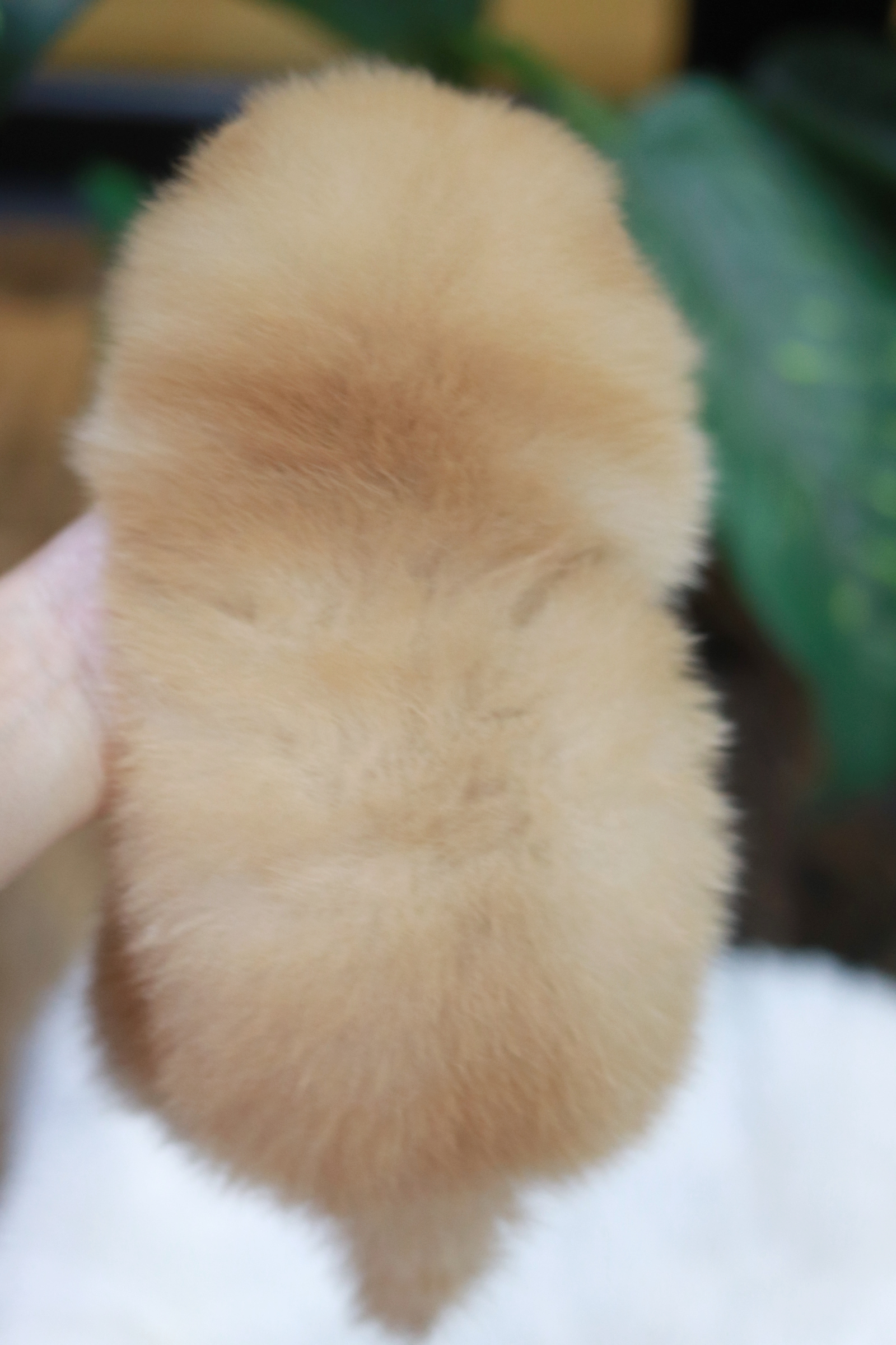 ปอมเมอเรเนียน เพศเมีย สีครีม