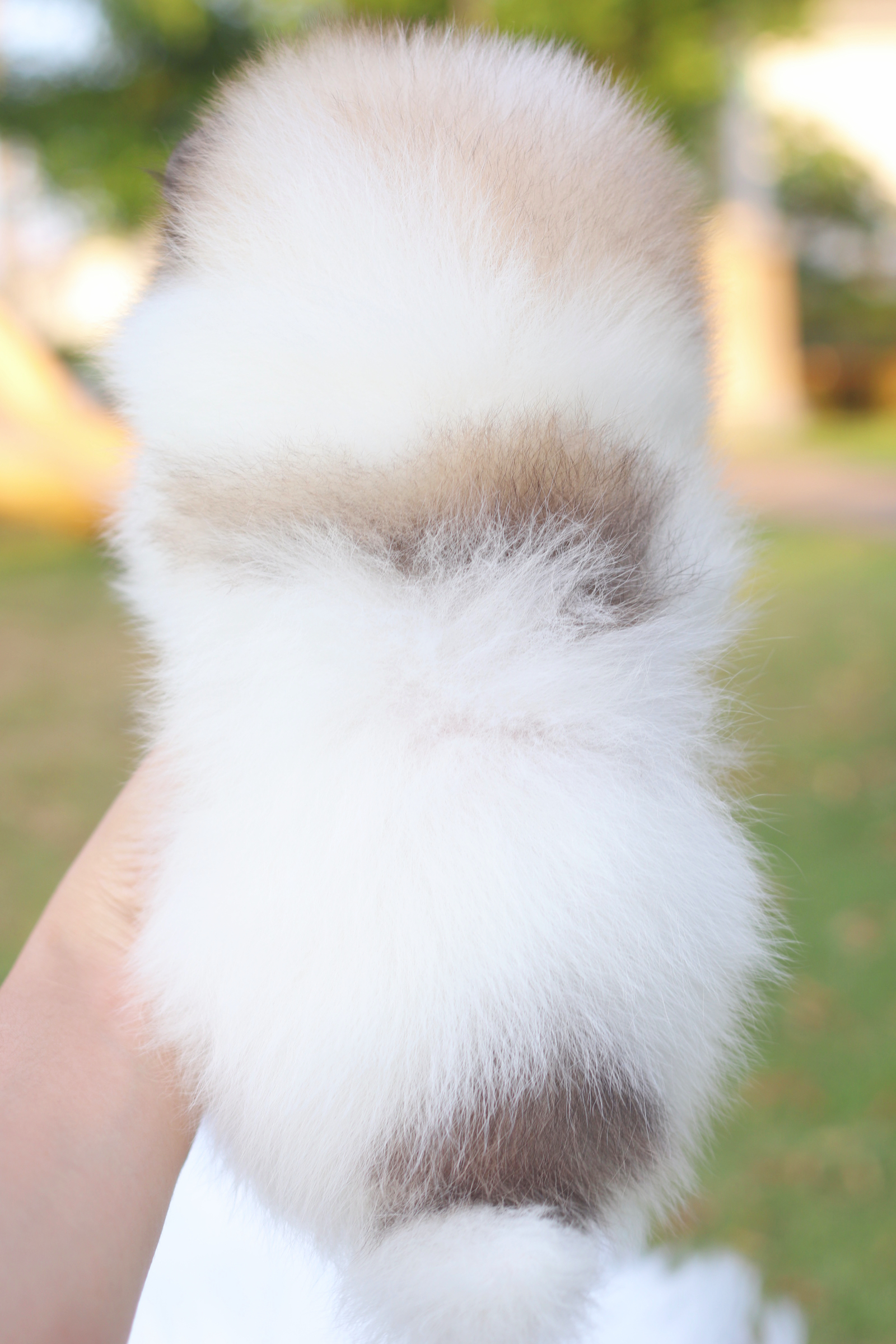 ปอมเมอเรเนียน เพศผู้สีแฟนซี