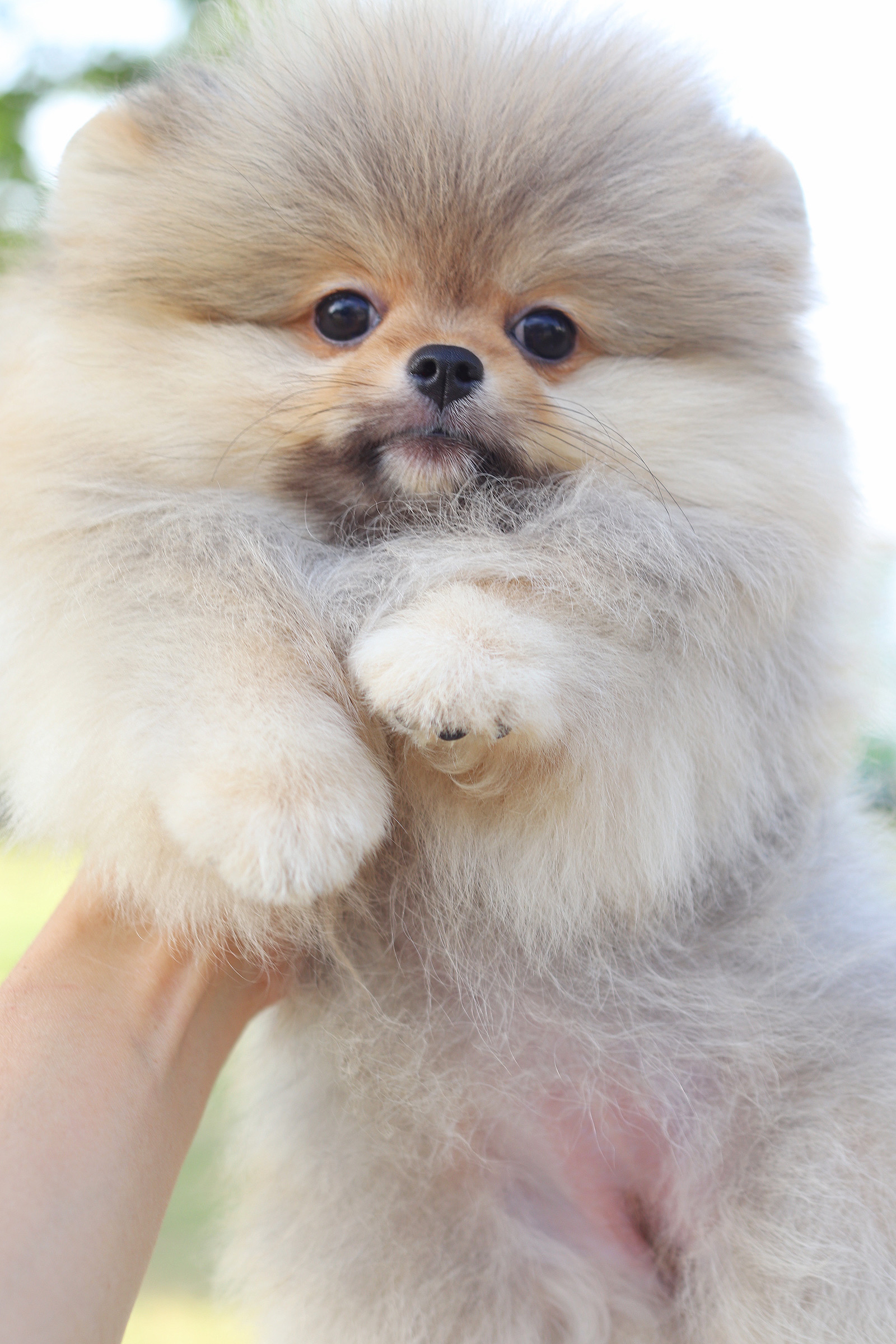 ปอมเมอเรเนียน เพศเมียสีส้ม