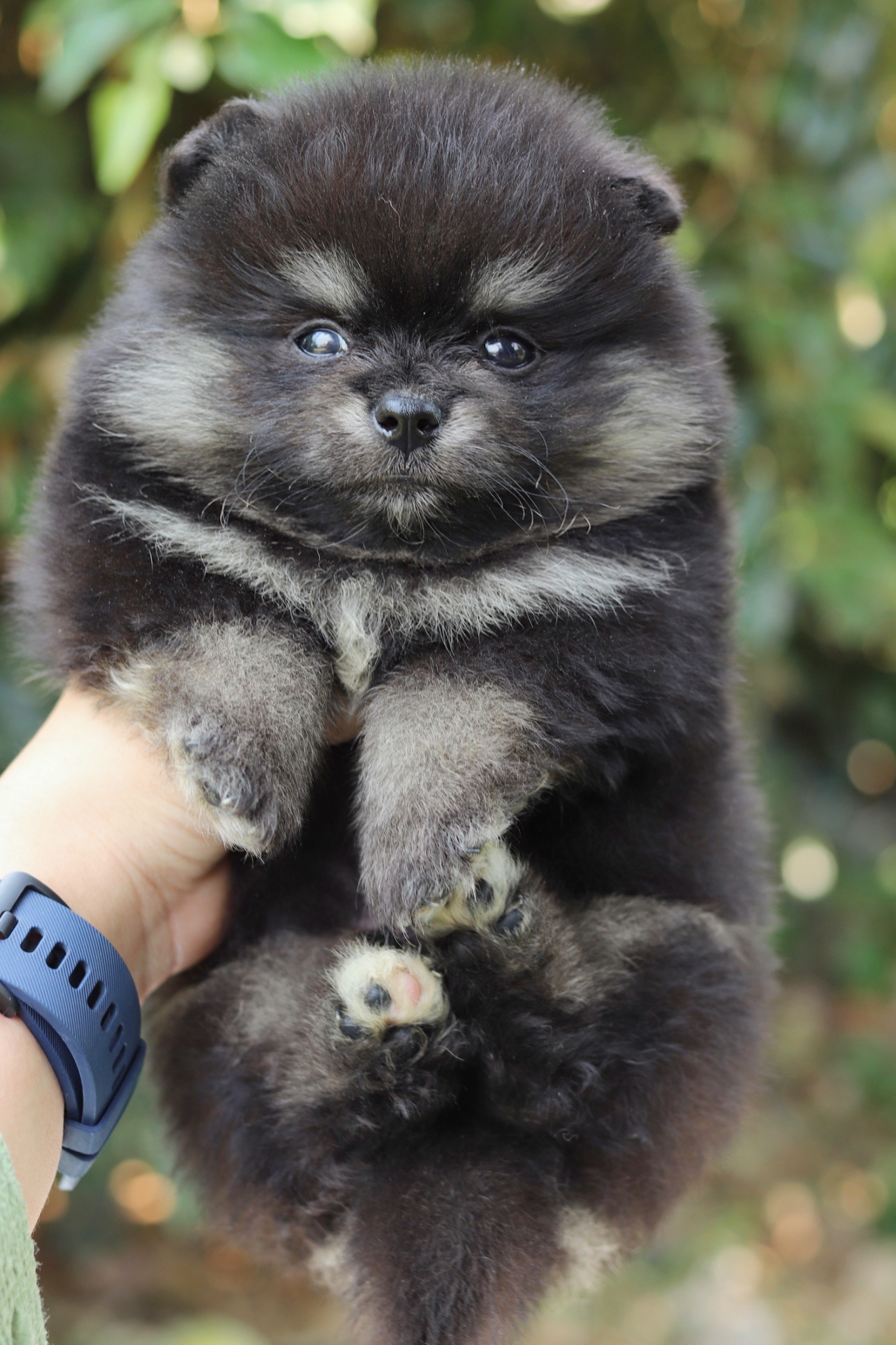 ปอมเมอเรเนียน เพศผู้แบล็คแทน