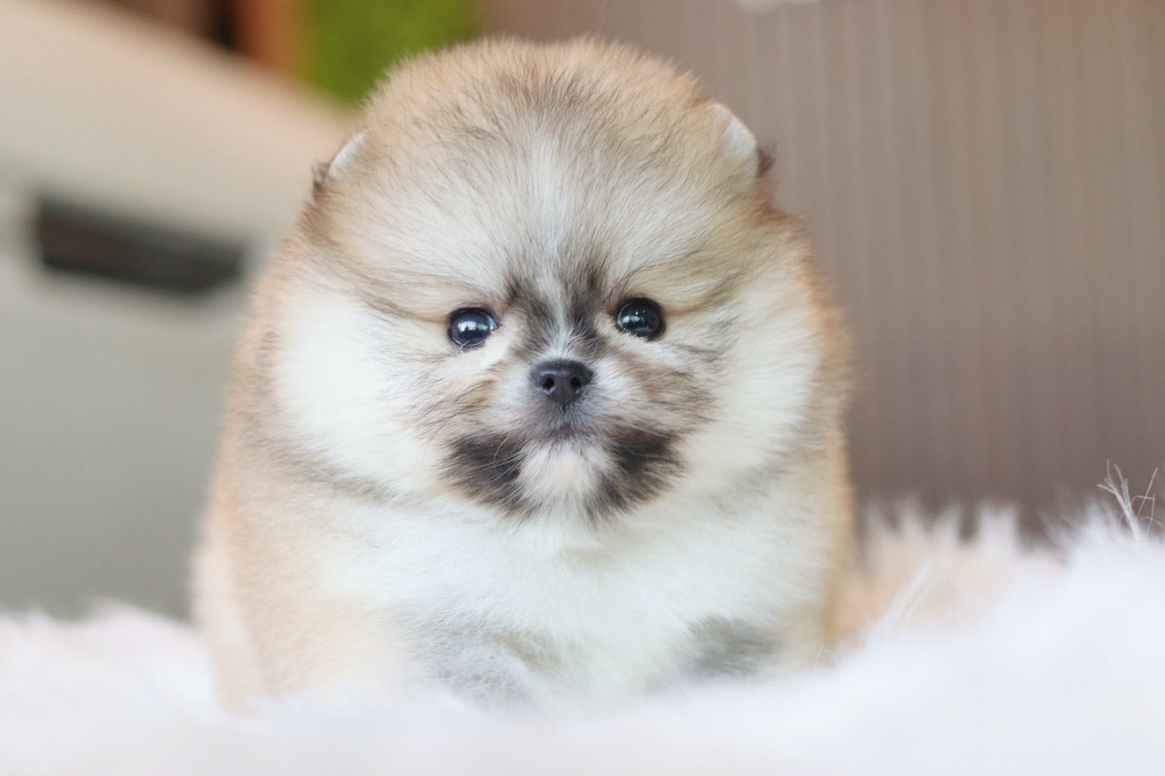 ปอมเมอเรเนียน เพศผู้ สีส้มเกรดโชว์