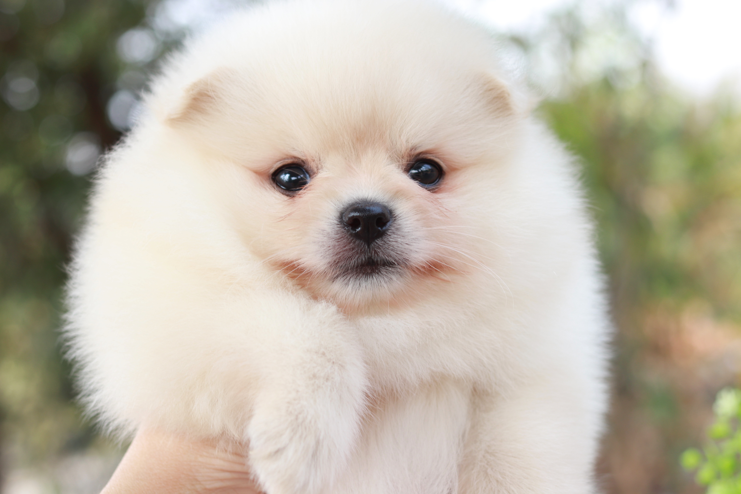 ปอมเมอเรเนียน เพศผู้ สีขาวครีม