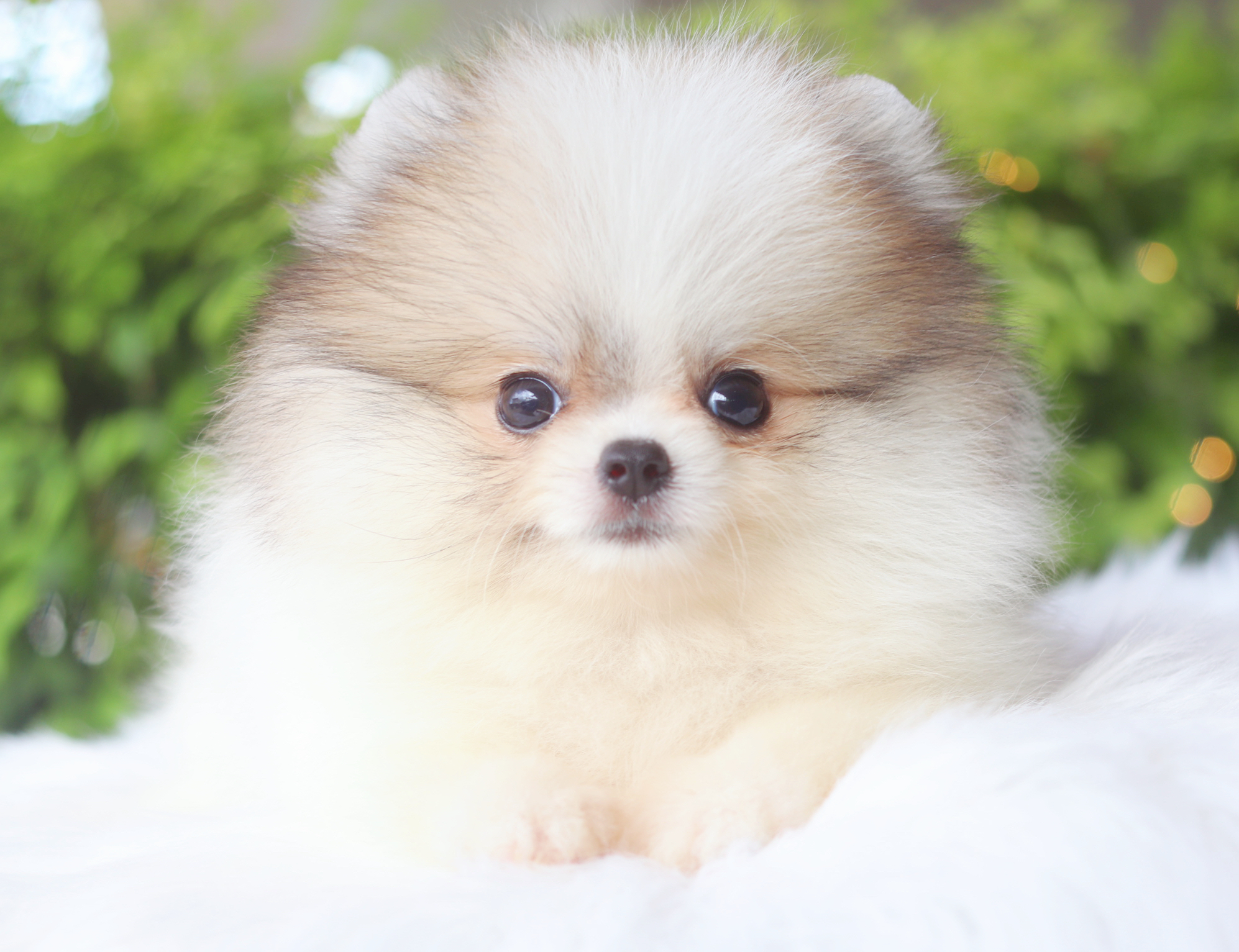 ปอมเมอเรเนียน เพศผู้สีแฟนซี