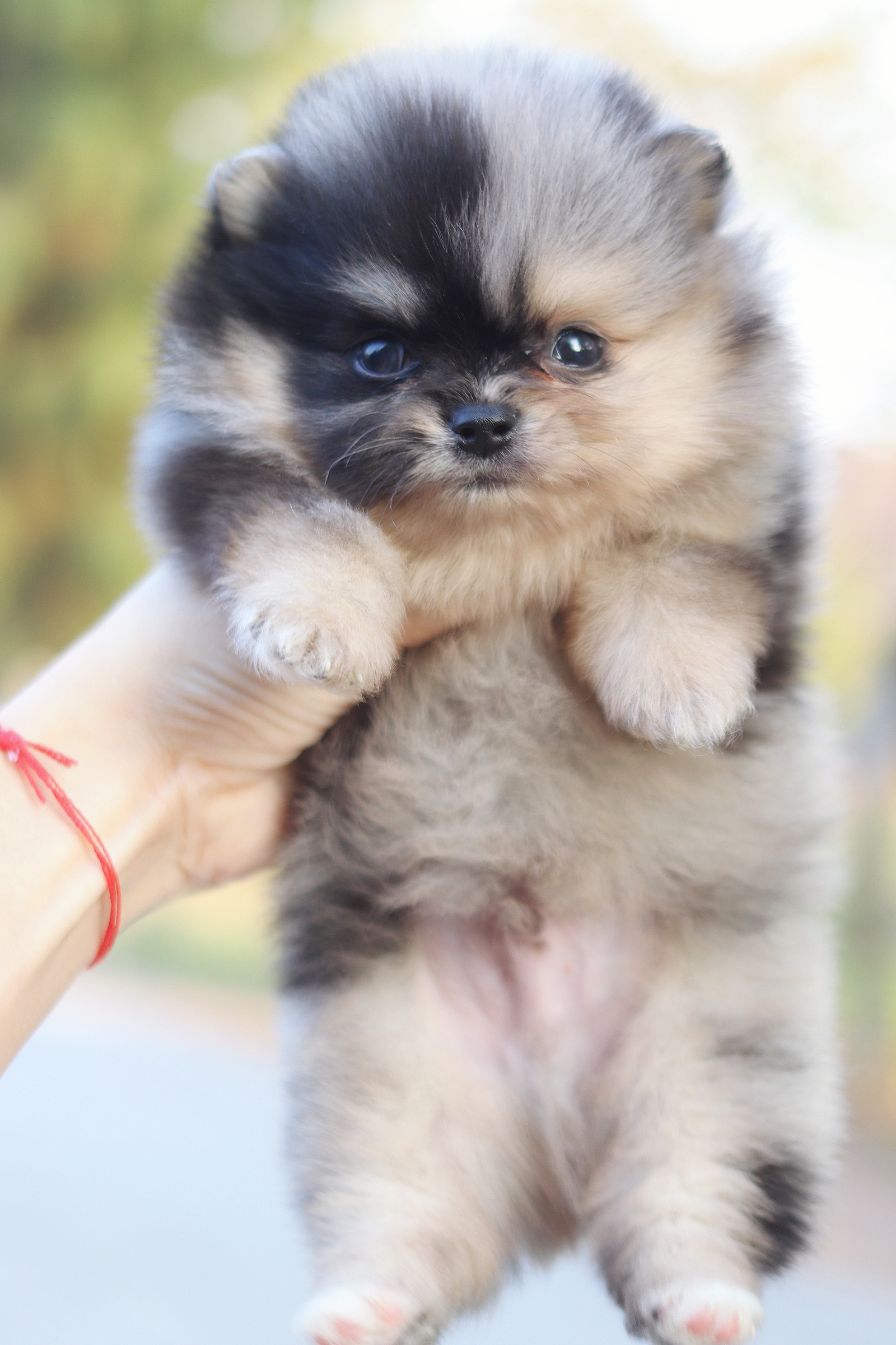 ปอมเมอเรเนียน เพศผู้ สีเมอร์เร่