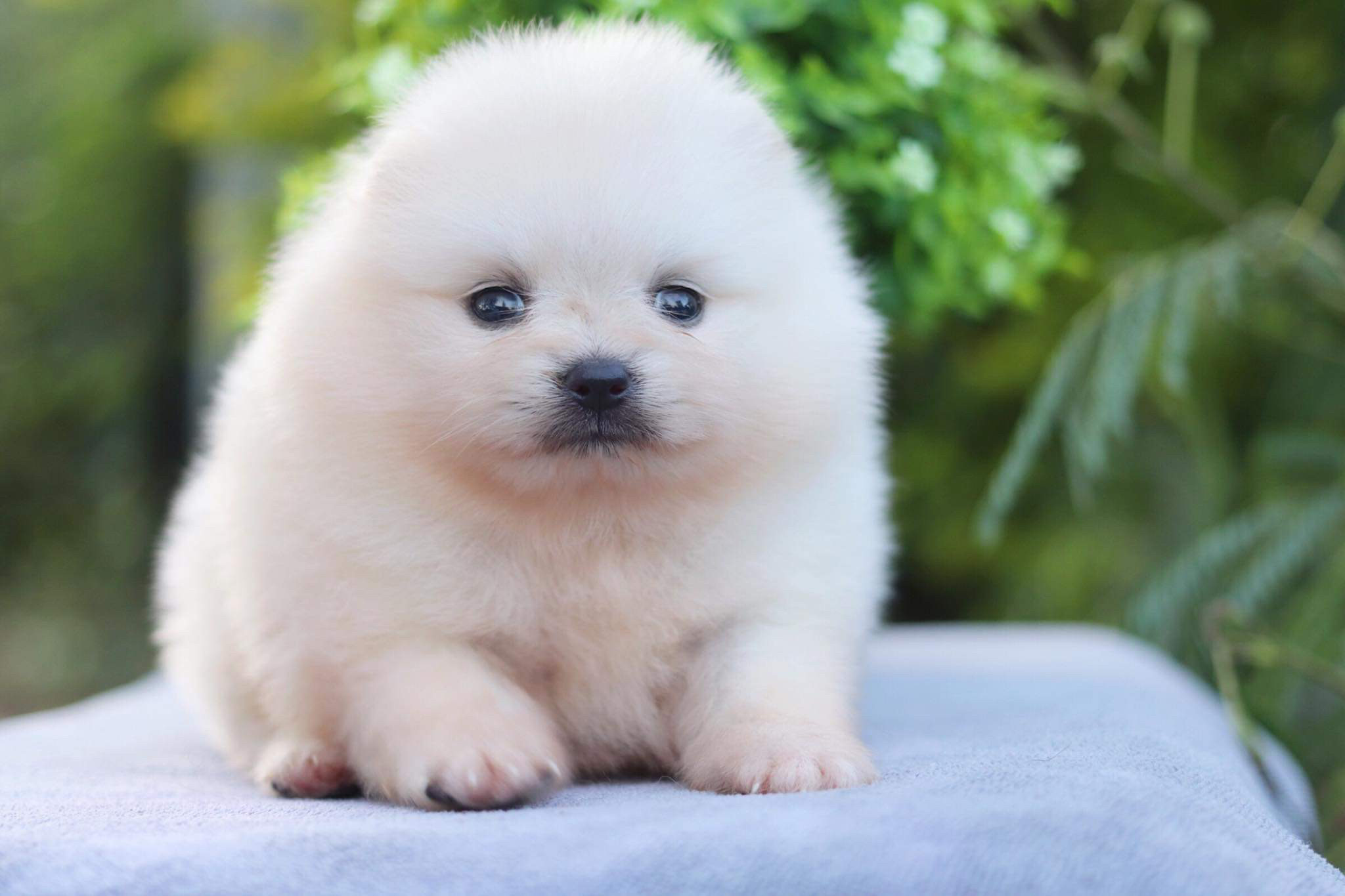 ปอมเมอเรเนียน เพศเมีย