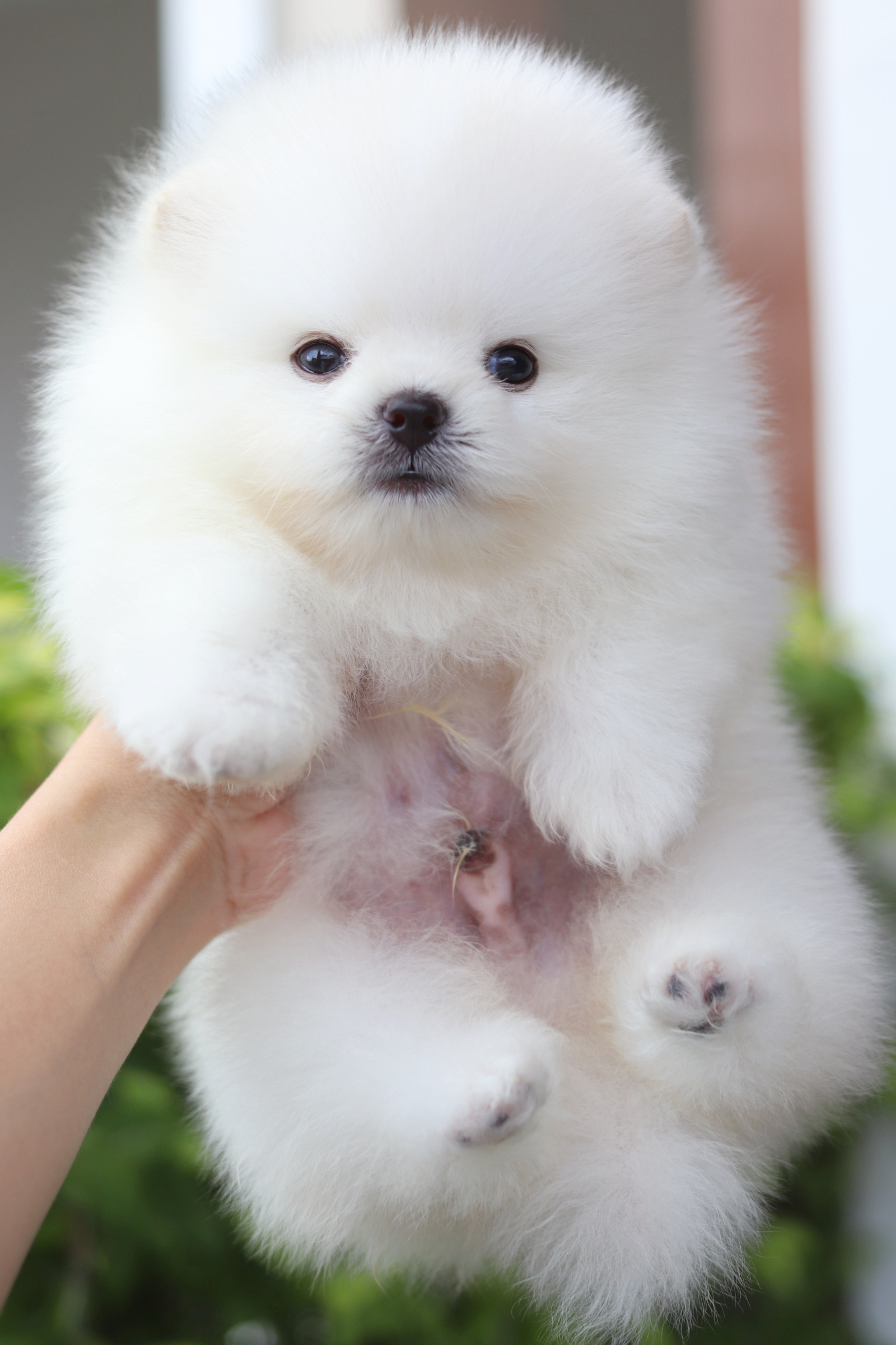 ปอมเมอเรเนียน เพศผู้สีขาวเกรดโชว์