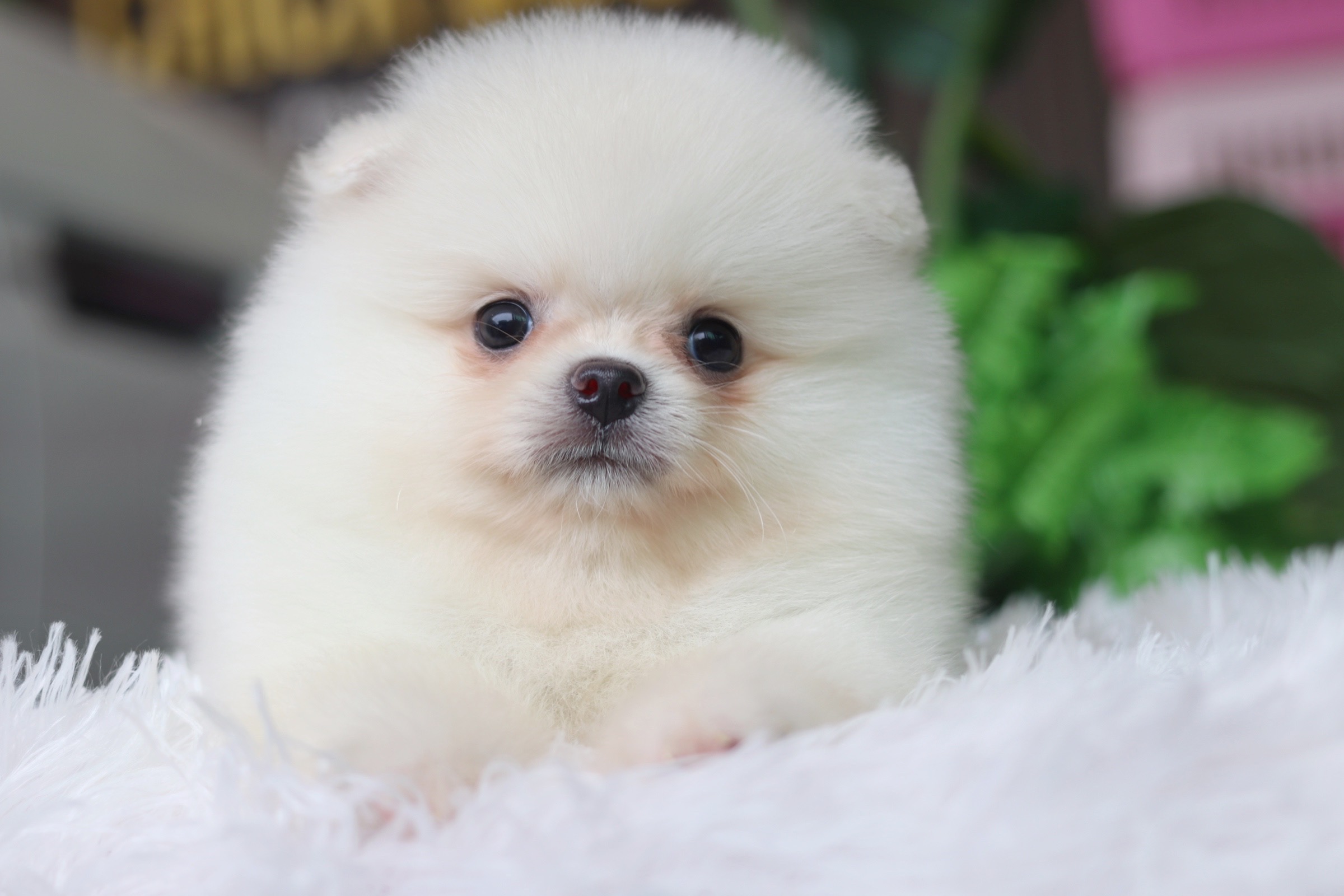 ปอมเมอเรเนียน เพศผู้ สีขาวครีม